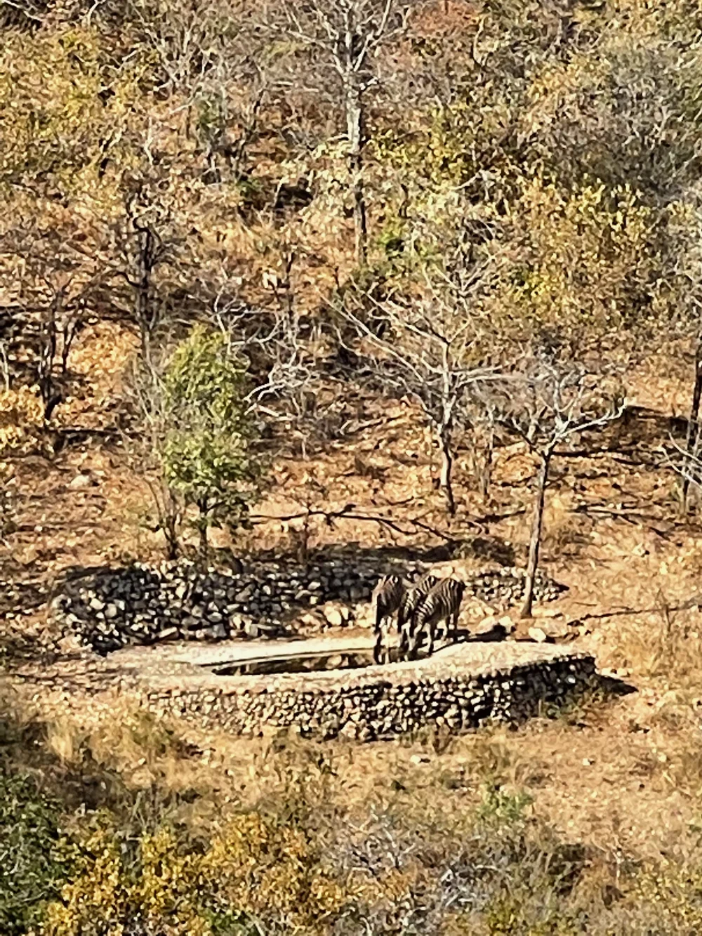Visit from some Zebra