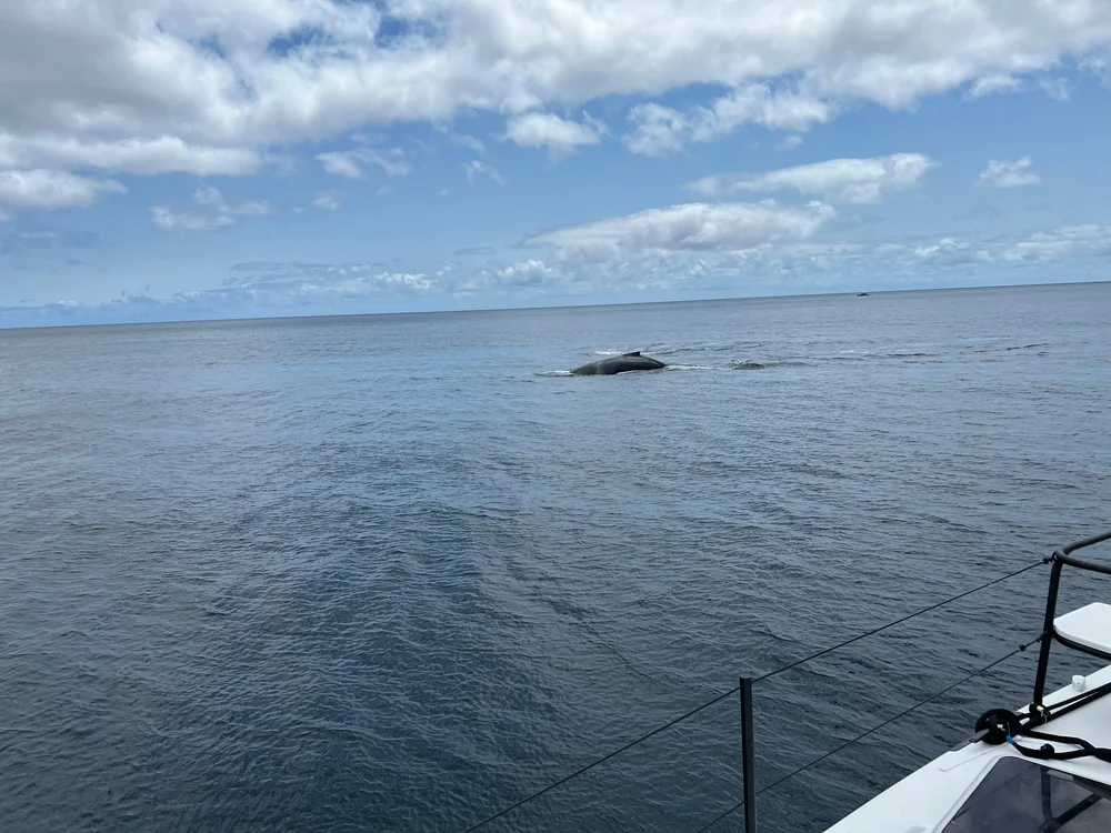 Whales in the mooring field