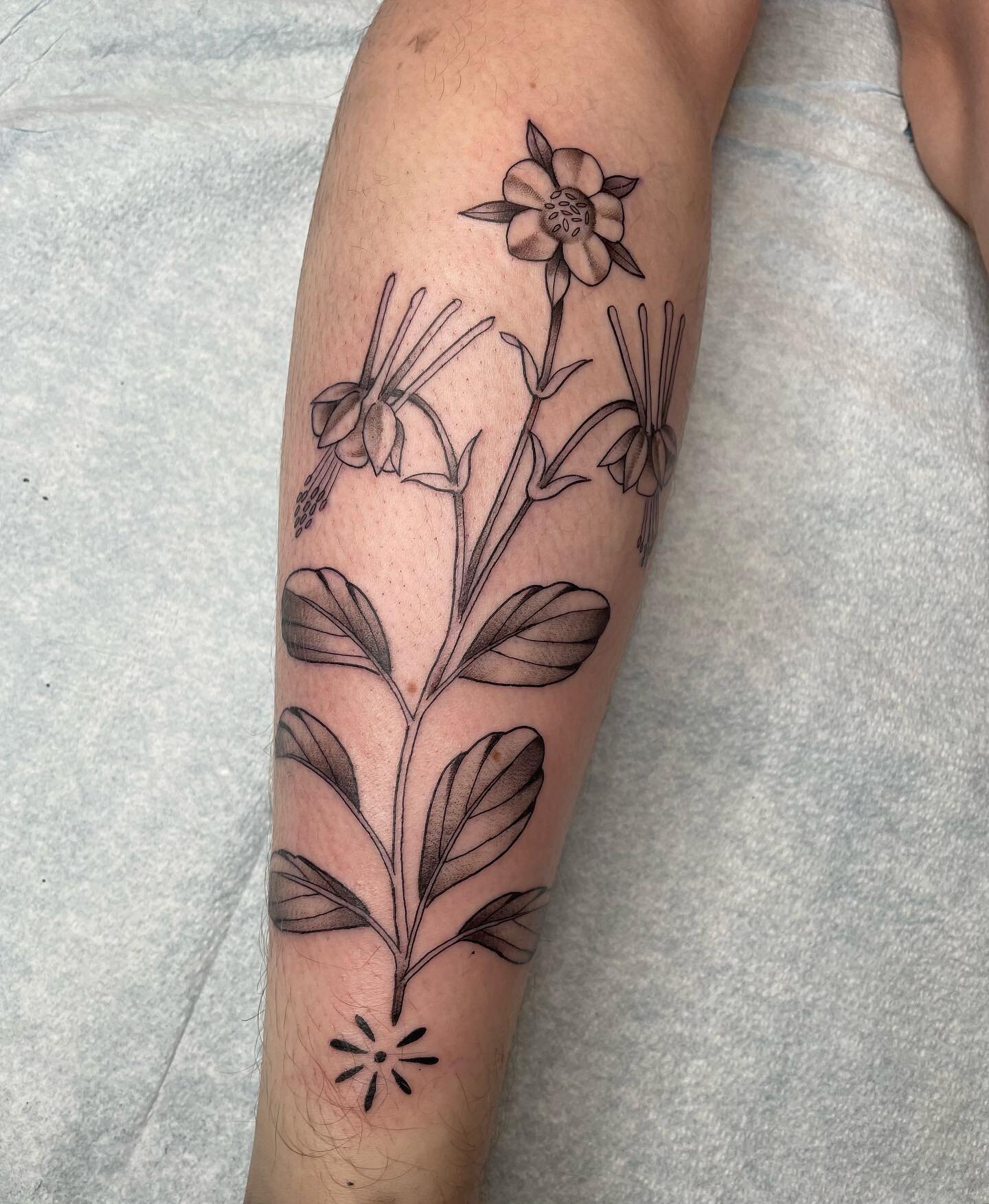 columbines are so cute. I love talking about plants with you guys 🌱 thank you Vivian!! 
.
.
.
.
.
.
.
.
.
.
.
.
#eugenetattoo #eugeneoregon #eugene #oregon #oregontattoo #pnw #pnwtattoo #botanicaltattoo #illustrativetattoo