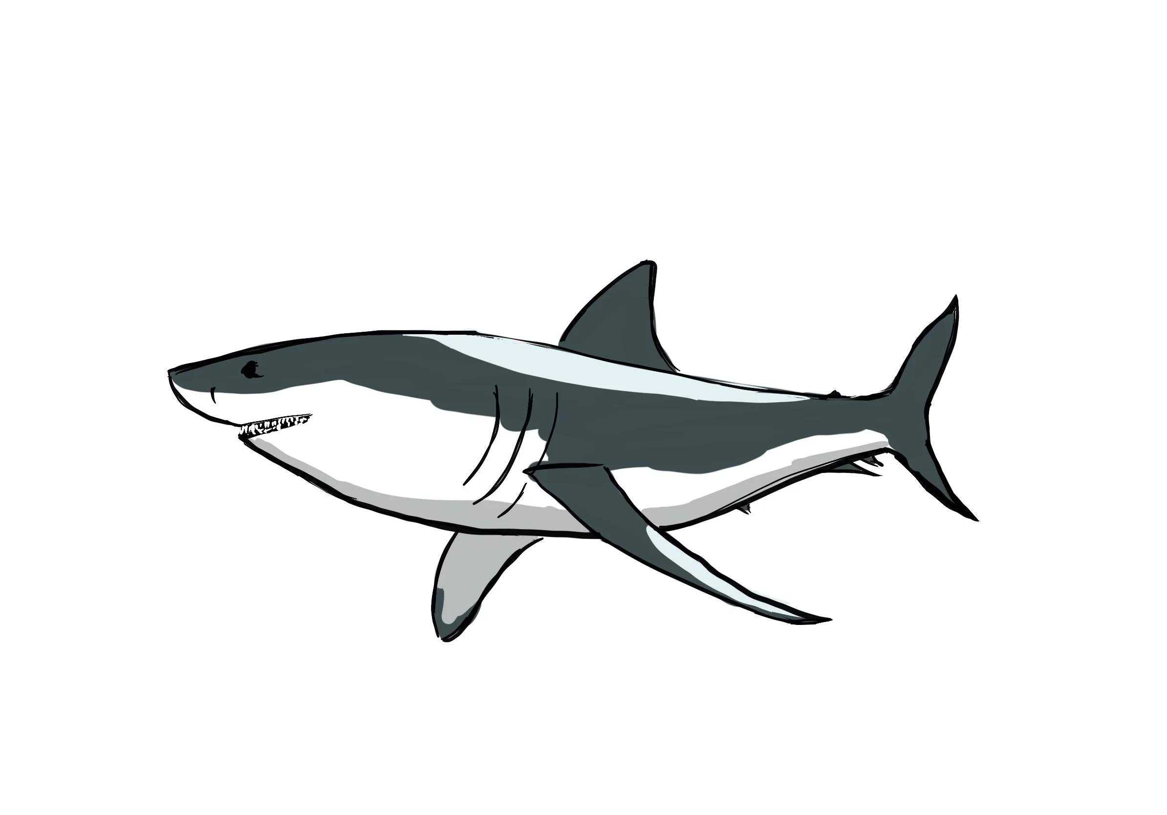 5_Shark.jpg