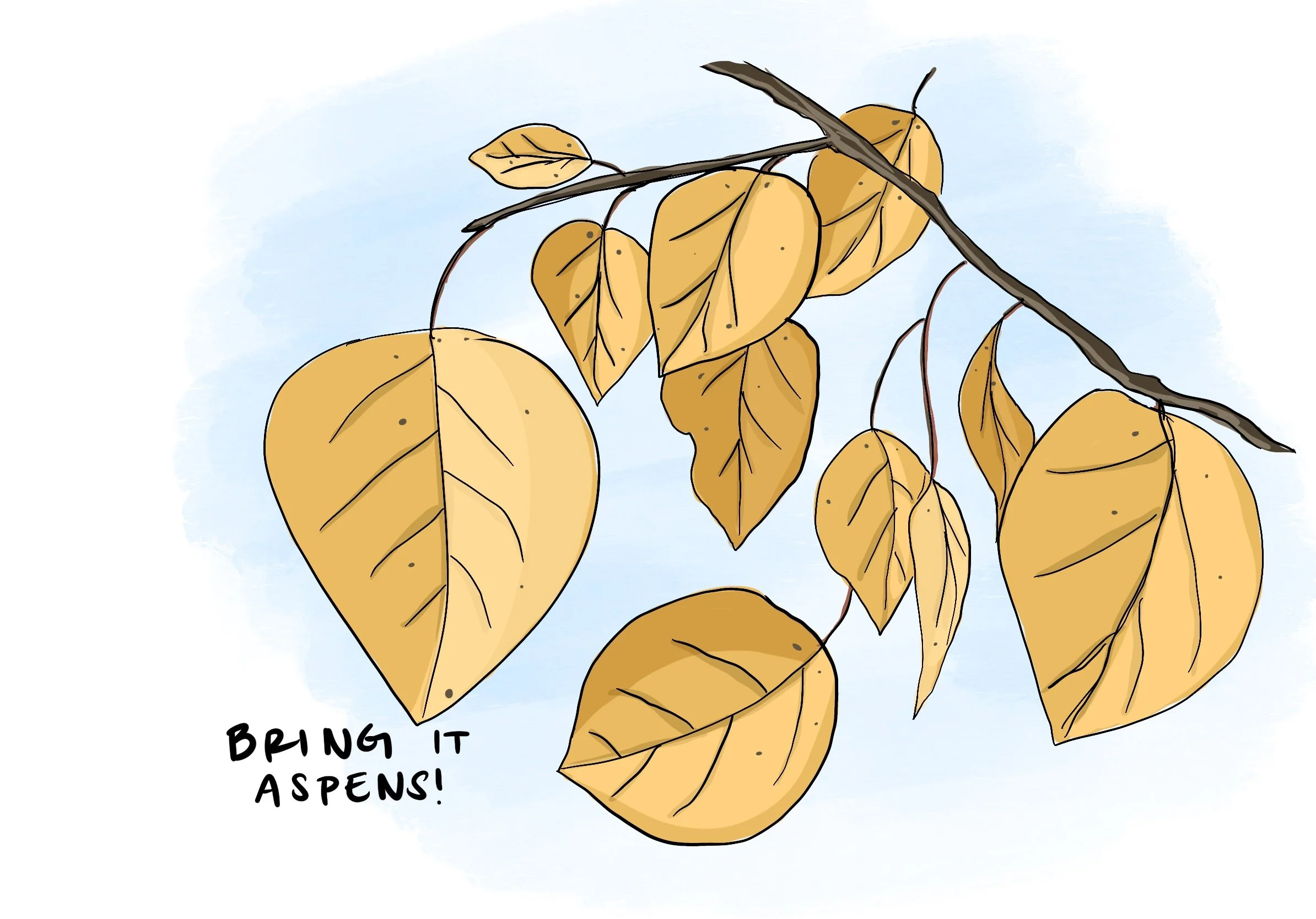 28_Aspen.jpg