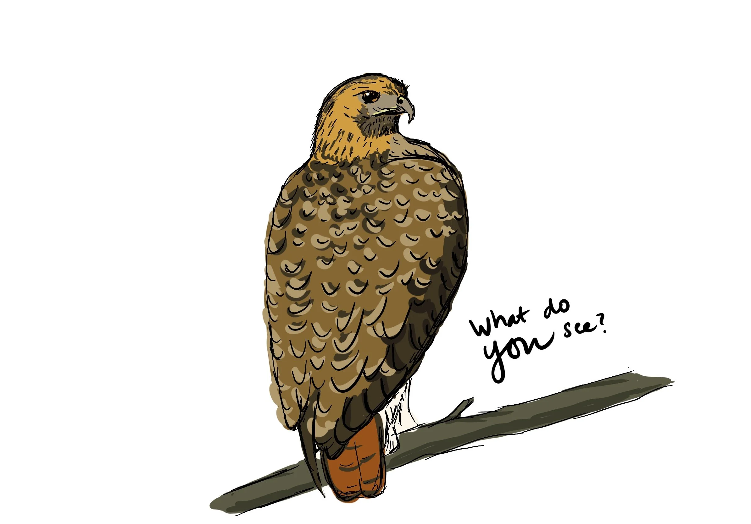 Red_Tail text.jpg