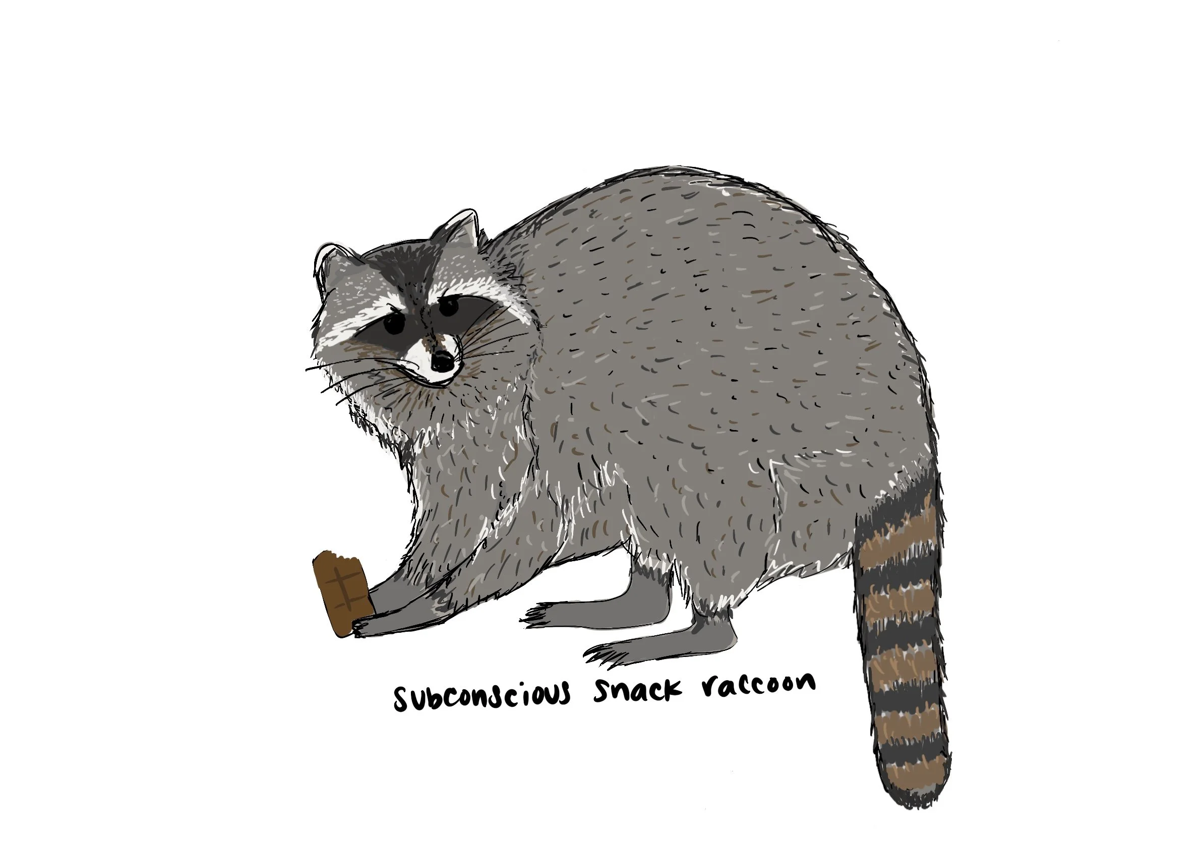 34_Raccoon.jpg