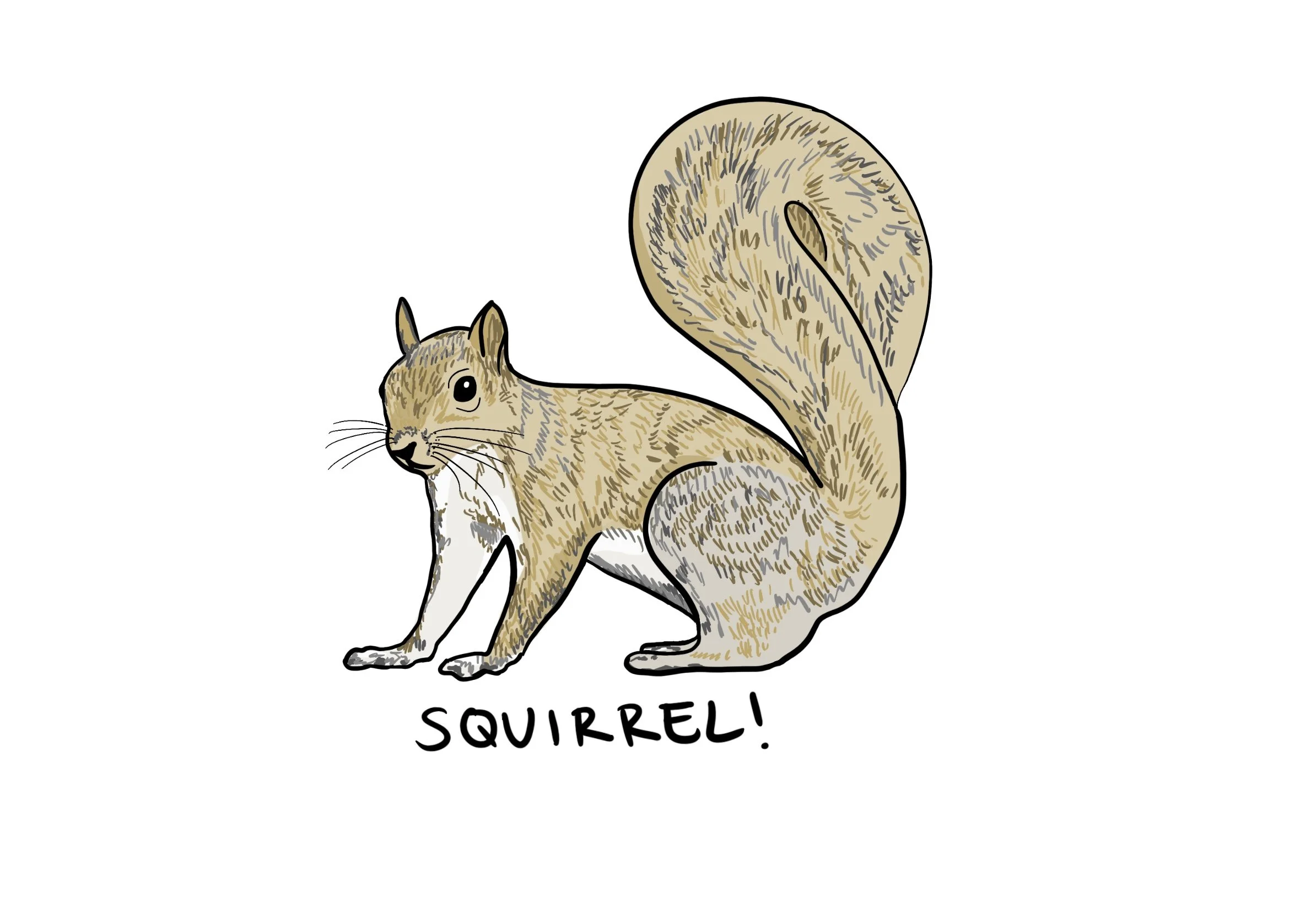 74_squirrel.jpg