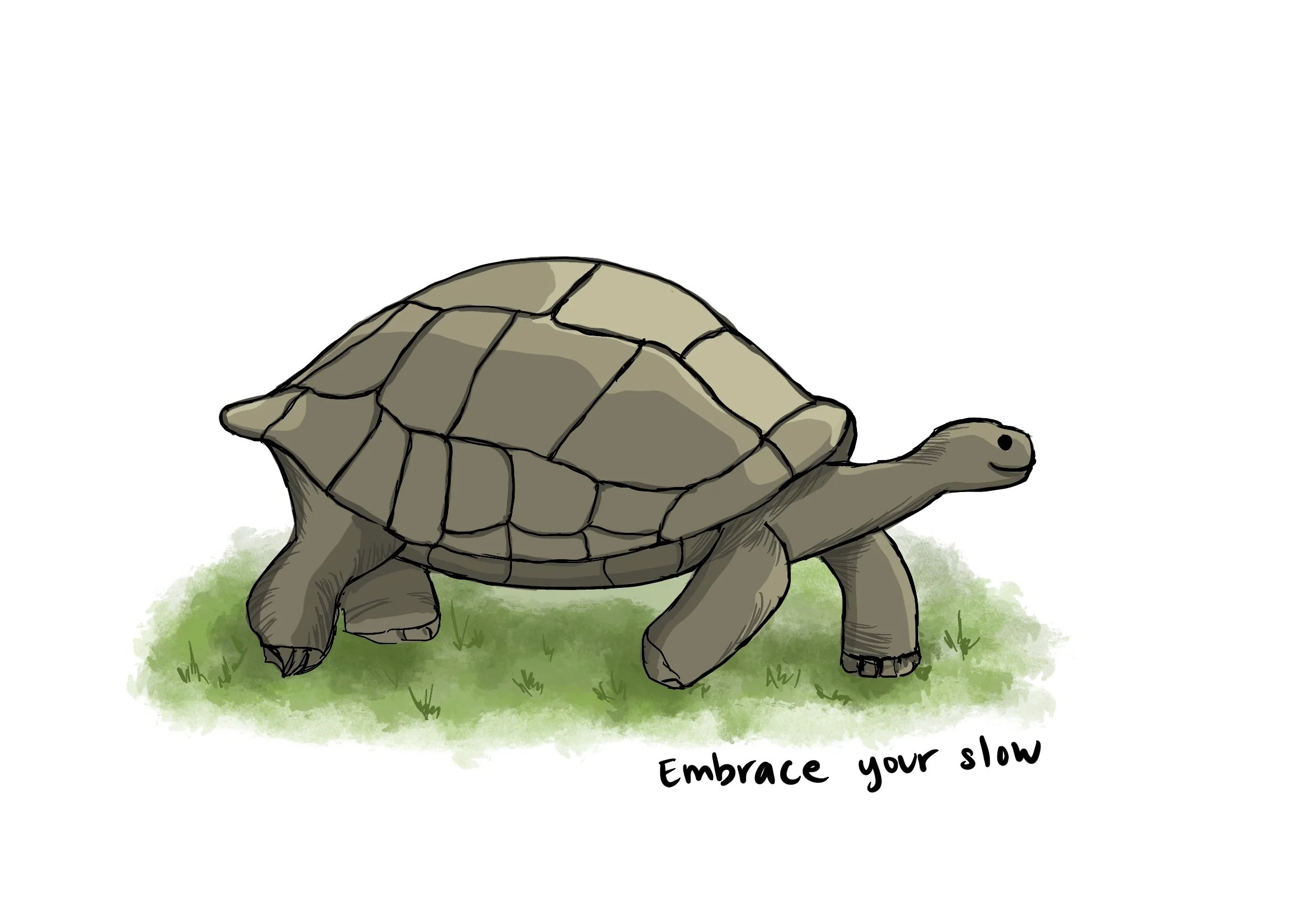 51_Tortoise.jpg
