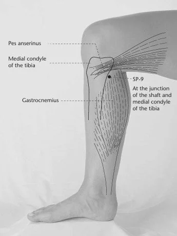 Picture of the inside of the leg with the location of Spleen 9