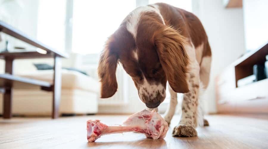 Dog-Looking-at-Steak-Bone-900x500.jpeg