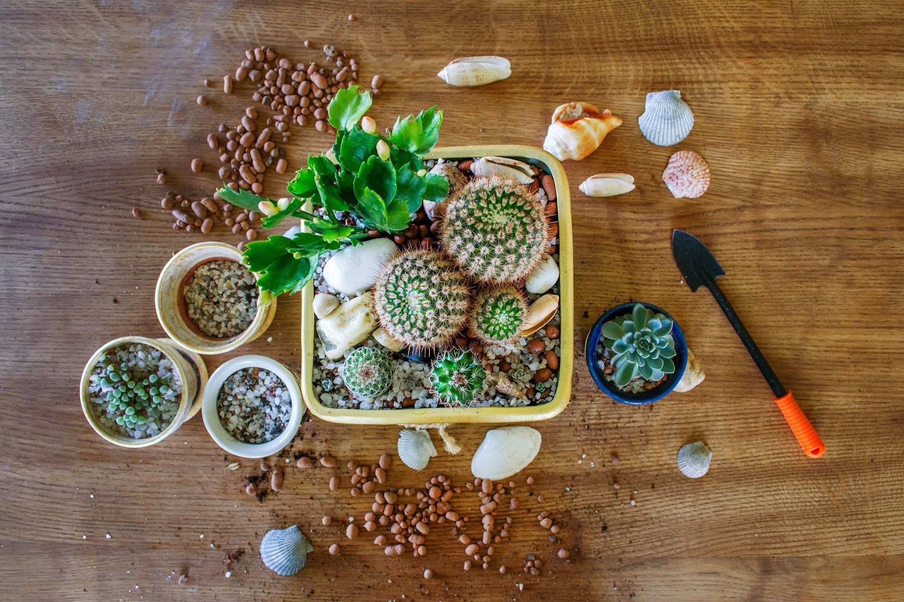 Tips for Caring for your Terrarium