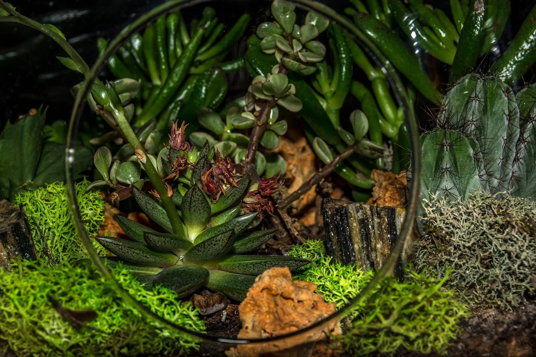 Tips for Caring for your Terrarium — Desktop Tranquility