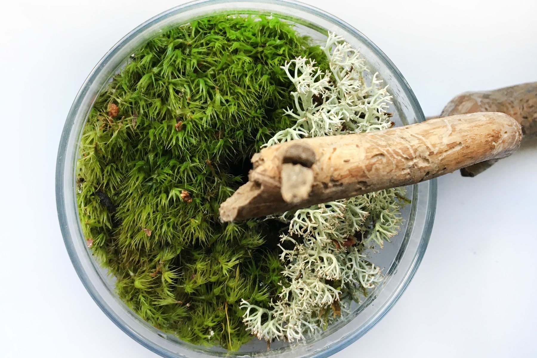 How to Make a Moss Terrarium