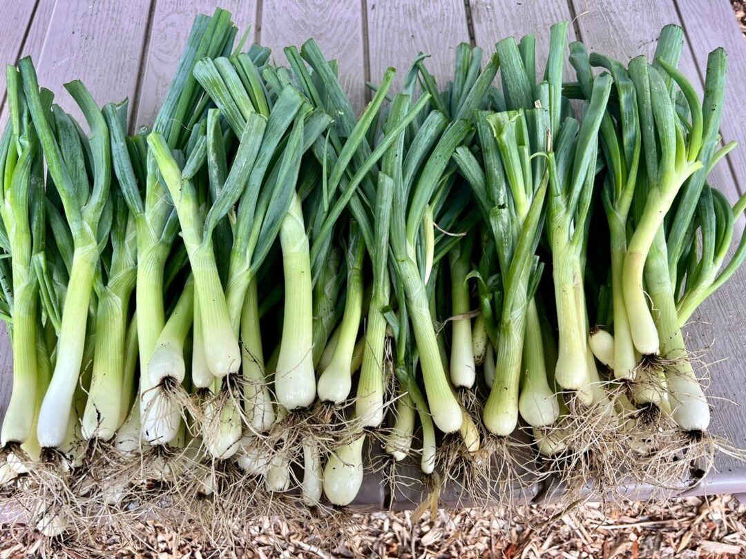 Busy beavers over here harvesting pulling the last of the spring goodies, adding compost, planting back in summer and warm weather crops. Look at these gorgeous, huge green onions 🧅 and garlic 🧄!! 

Garlic has to hang to cure so hate to tease and a