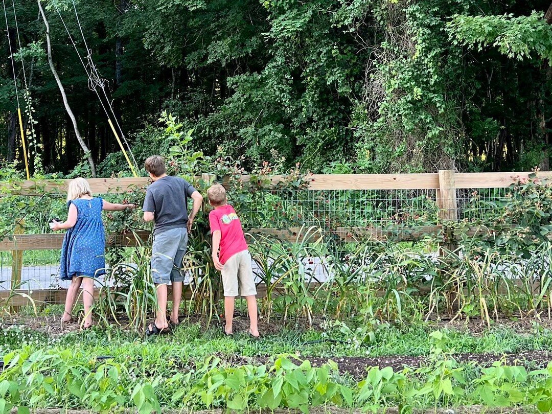 Farm kids hungry and dinner is late? Hit the blackberry vines for snacking! YUM! Even grabbed some extra that might be at the farmstand tomorrow! Open Sunday 10-6!