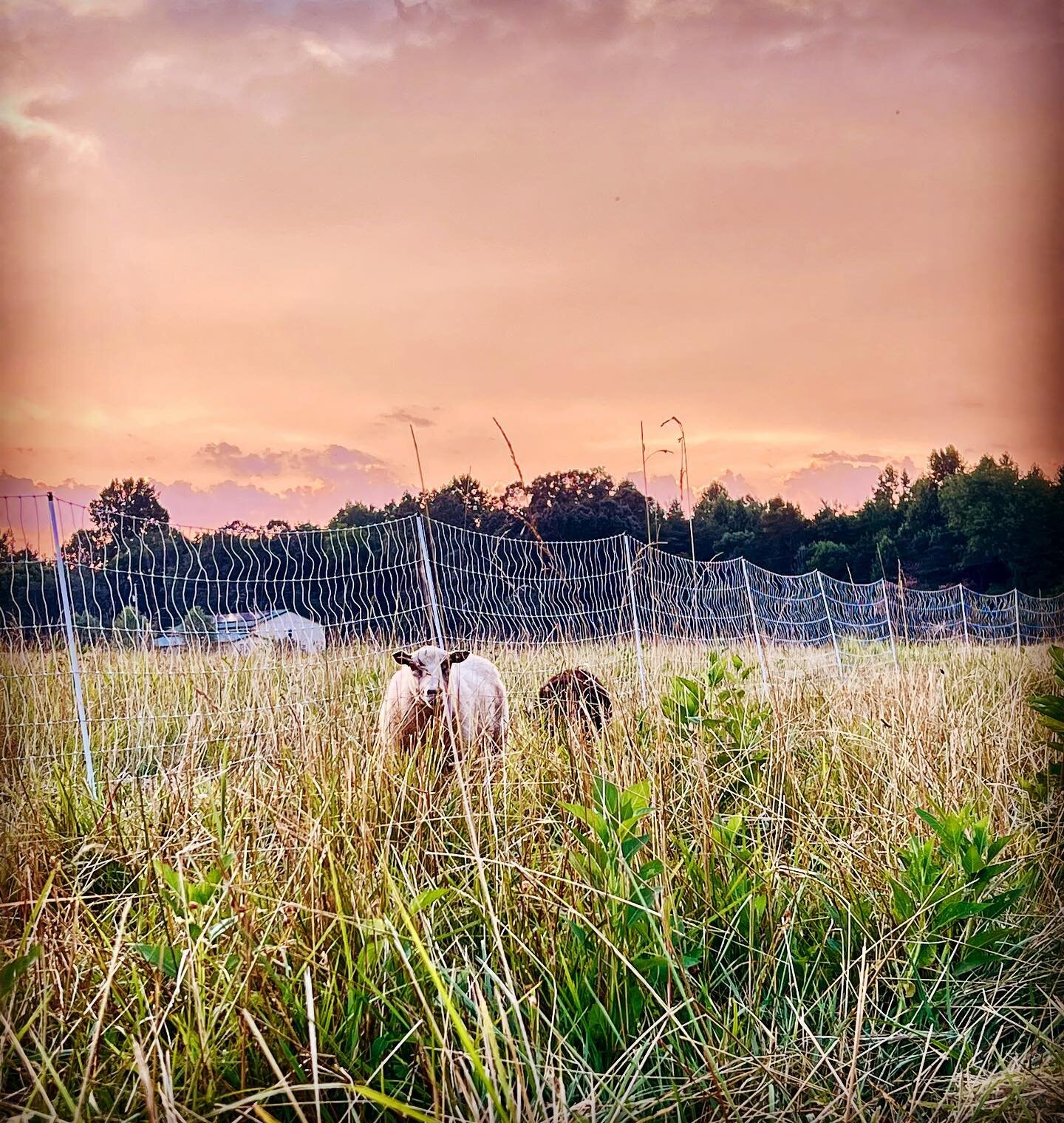 Happiness is sitting in the sheep pasture watching sunset, listening to the birds and bugs and ruminant chewing. Being still. Being thankful for this awesome life.