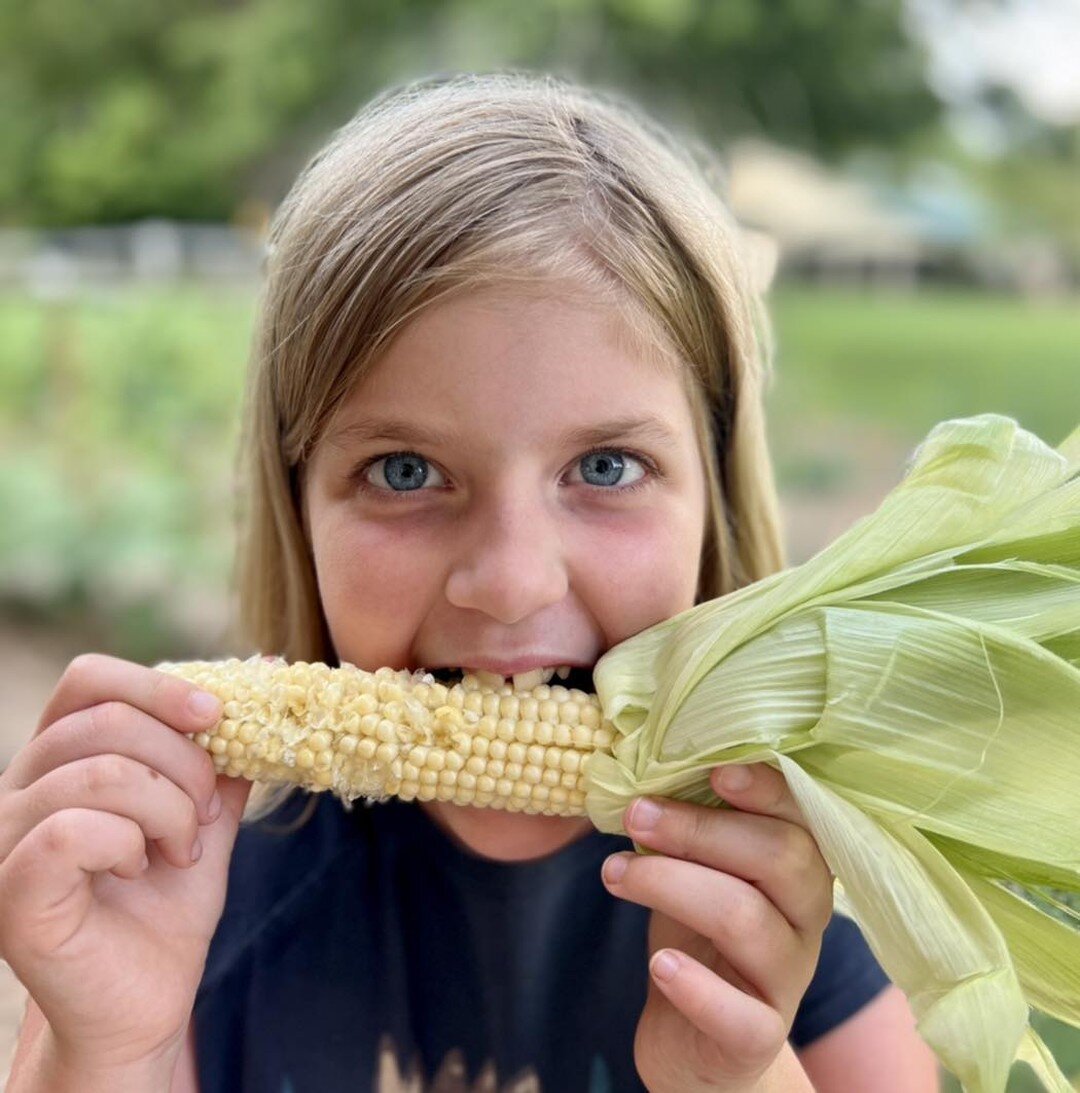When the sweet corn 🌽 is so sweet we keep eating it raw right in the garden 😋! 

🟡We did manage to harvest plenty and stocked the honorstand too! 🟢

#farmkid #eatinggoodintheneighborhood