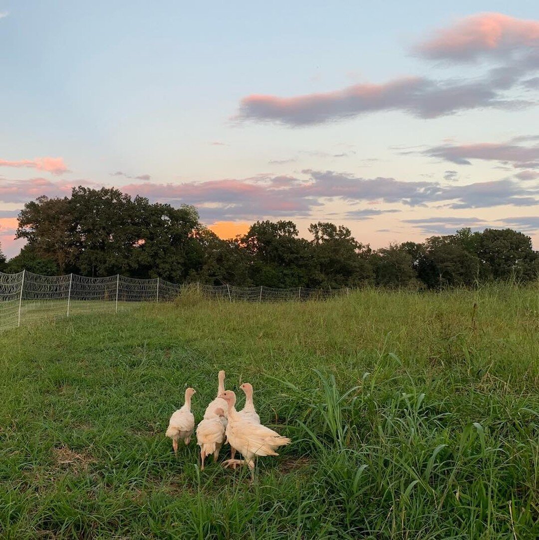 Awww 😍👏🏼. A few of the brave poults (juvenile turkeys 🦃 ) out enjoying the spectacular sky over the pasture. Big enough to not sneak through their electric mesh fence now at 4.5 weeks, today is their first day to have their tractor door open and 