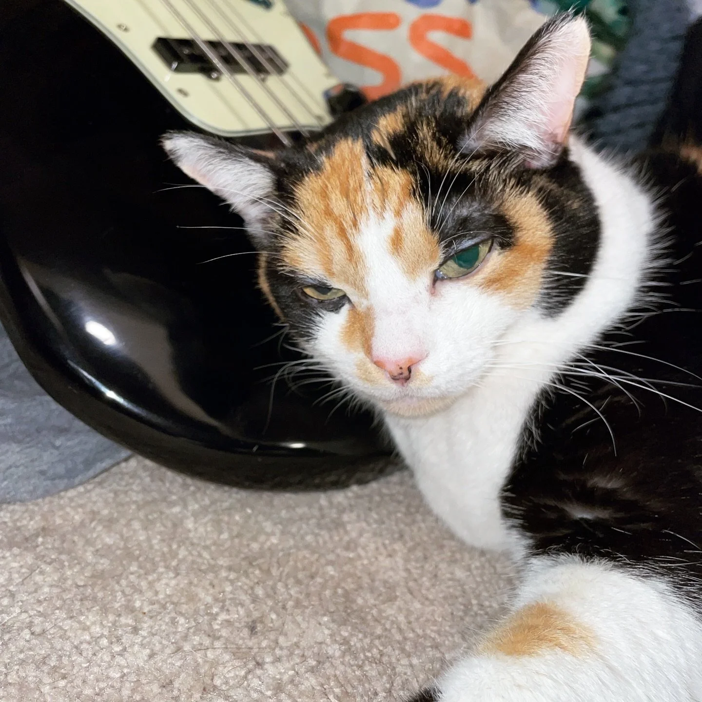 bass pillow #calico #fender #fenderbass