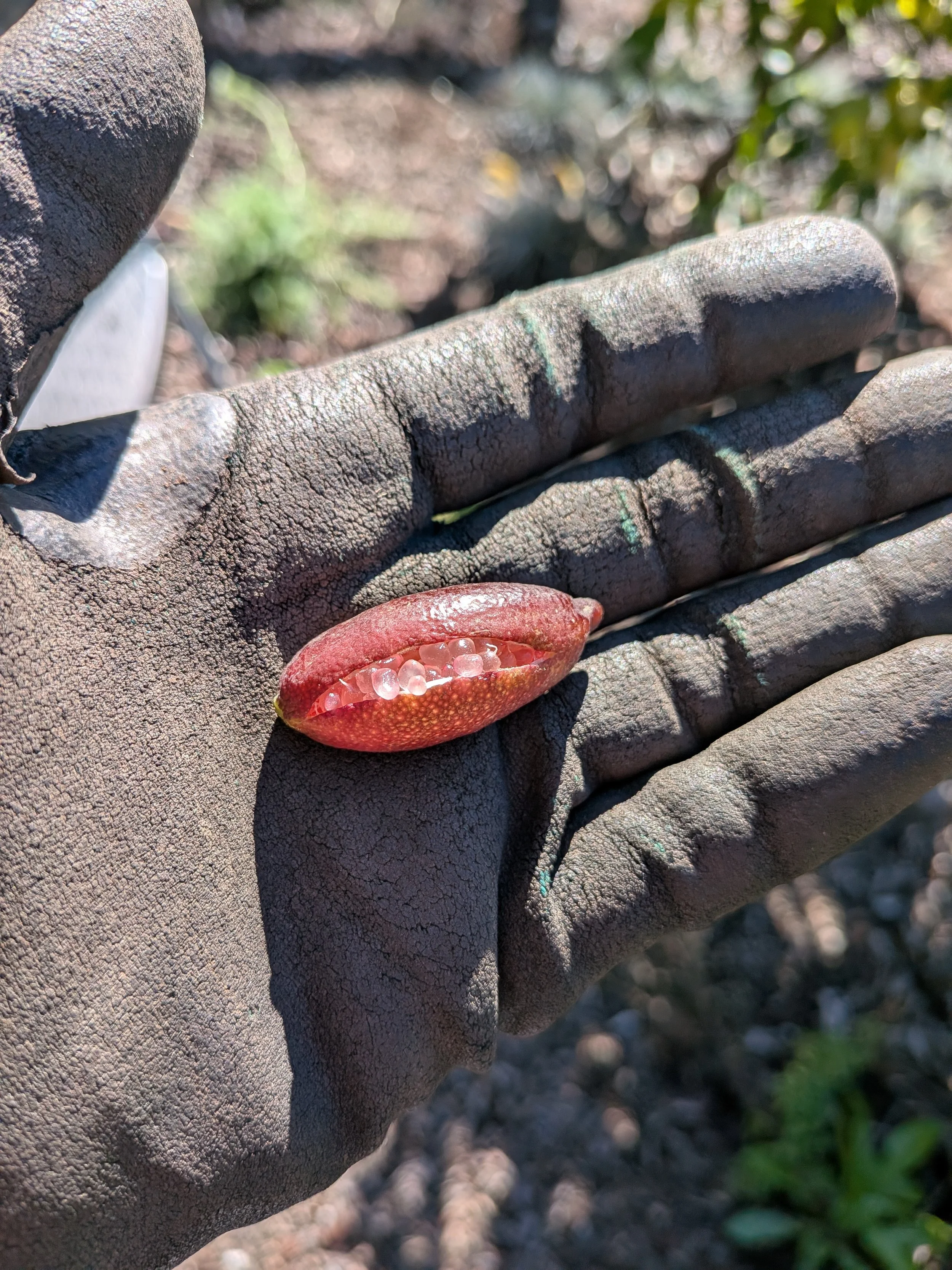 A finger lime is split open with tiny pink capsules peeking through