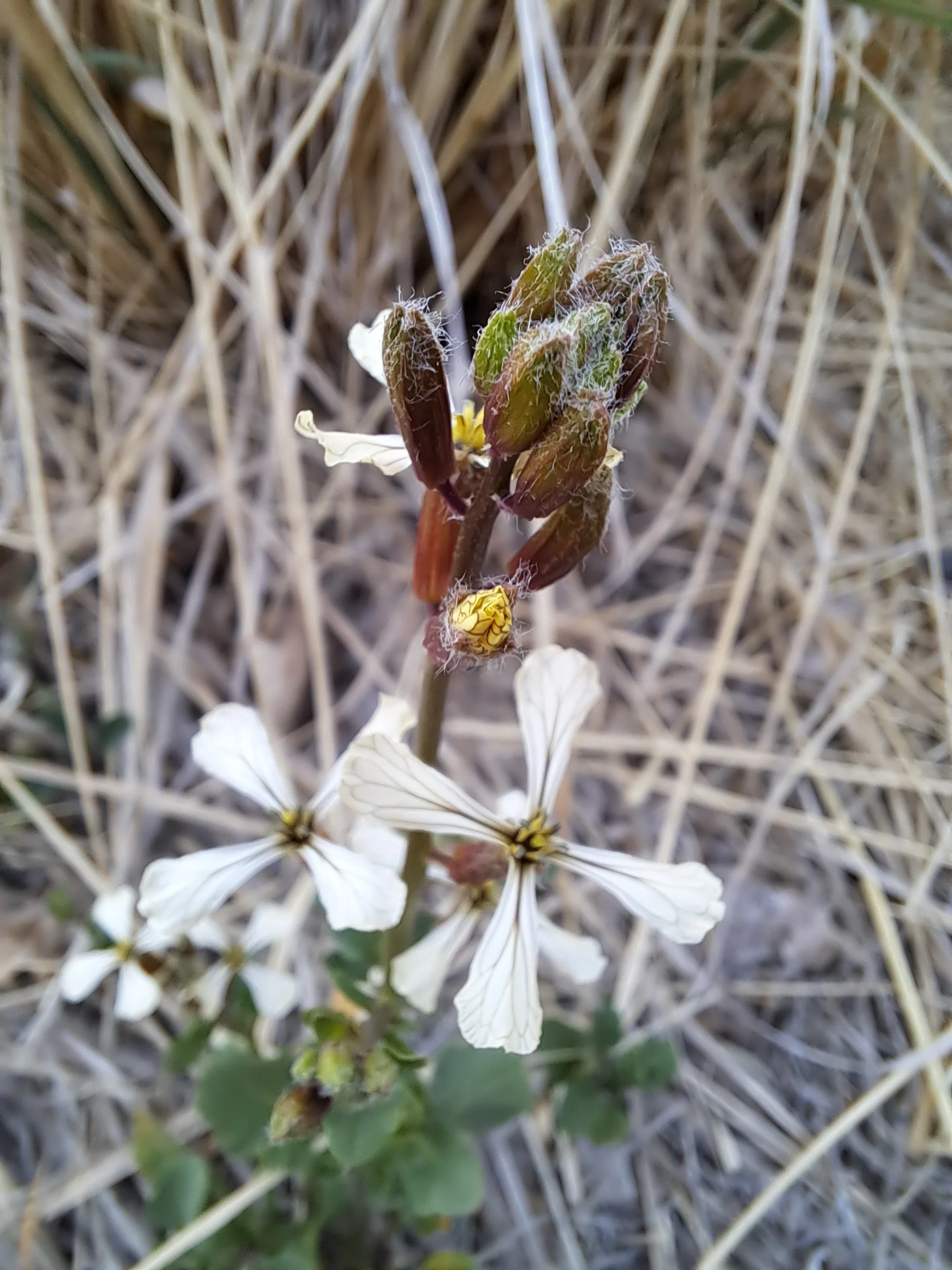 White arugula flowers and closed beds covered in fine hairs