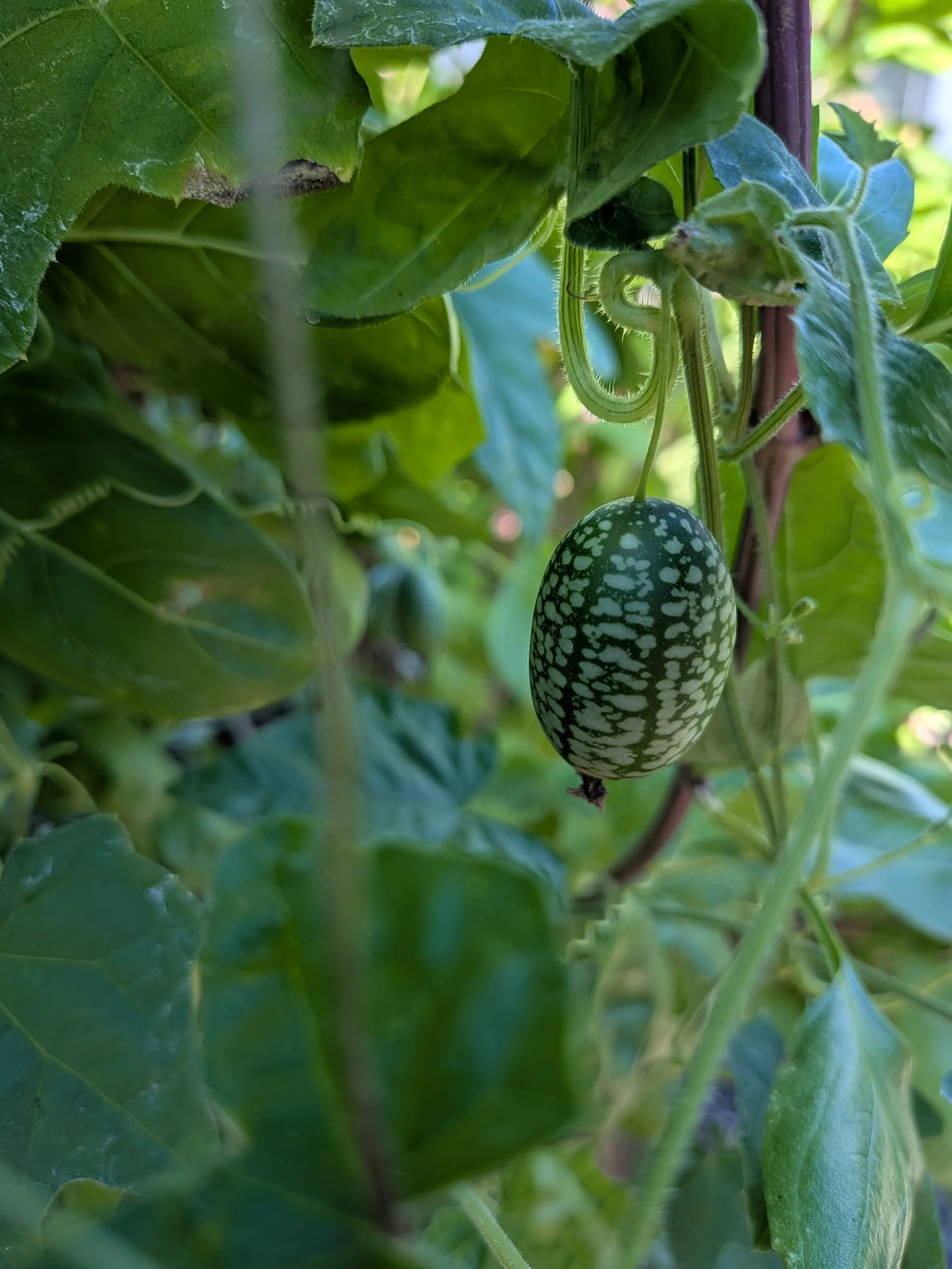 A single cucamelon among leaves