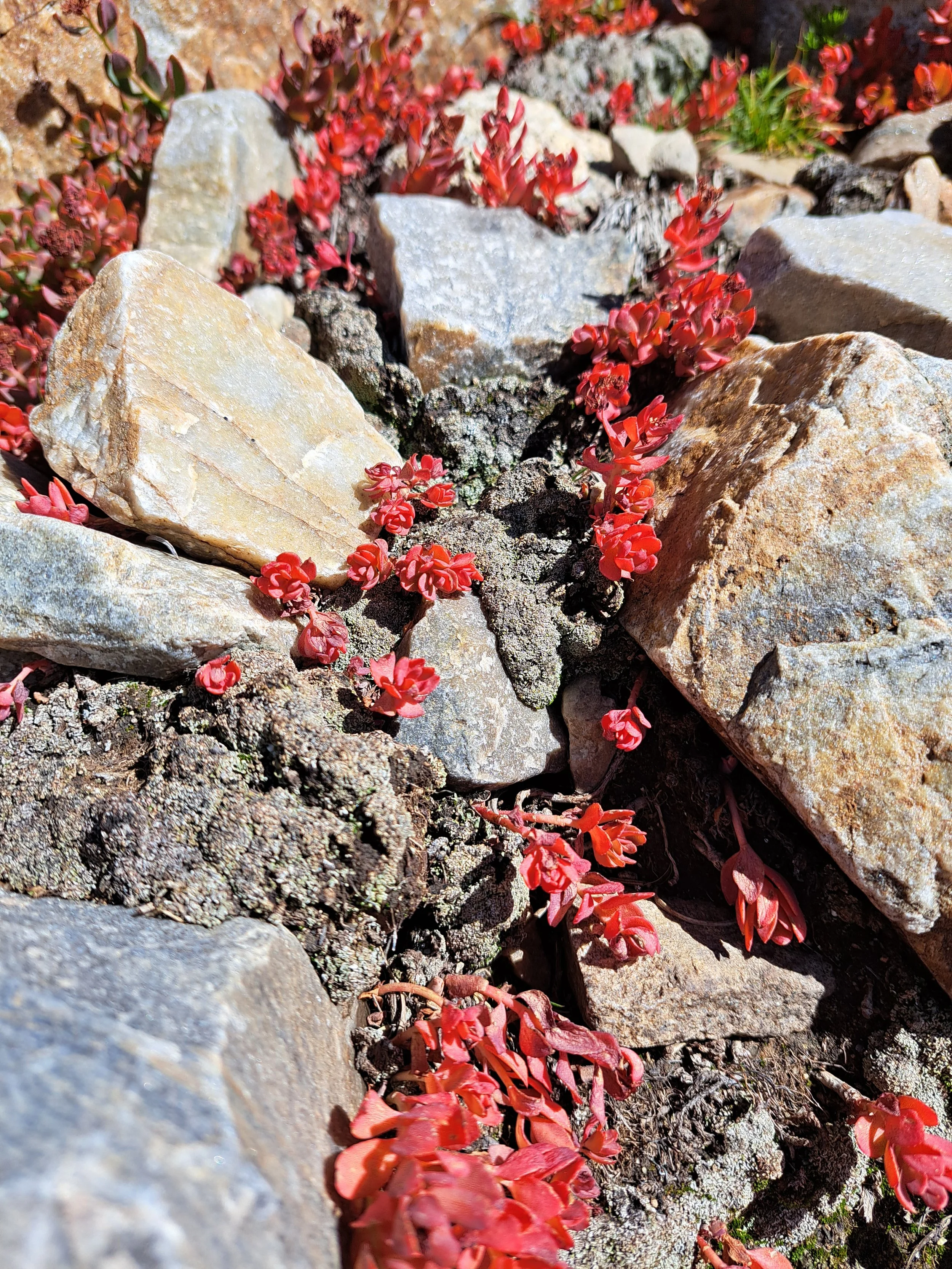 Red succulent plants grow among white, tan, and gray rocks