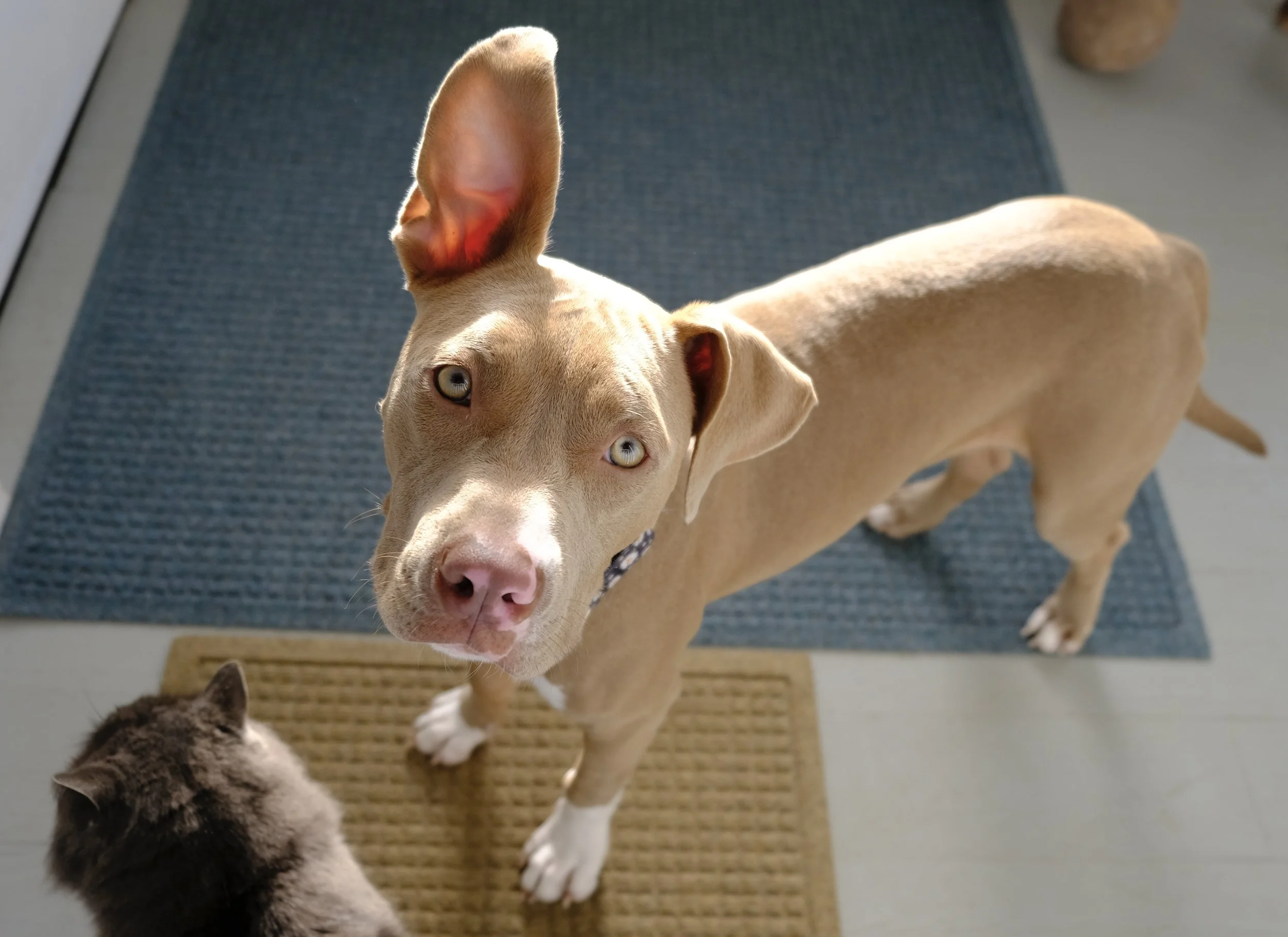 Lola De la Luna Stargirl Inserts Herself