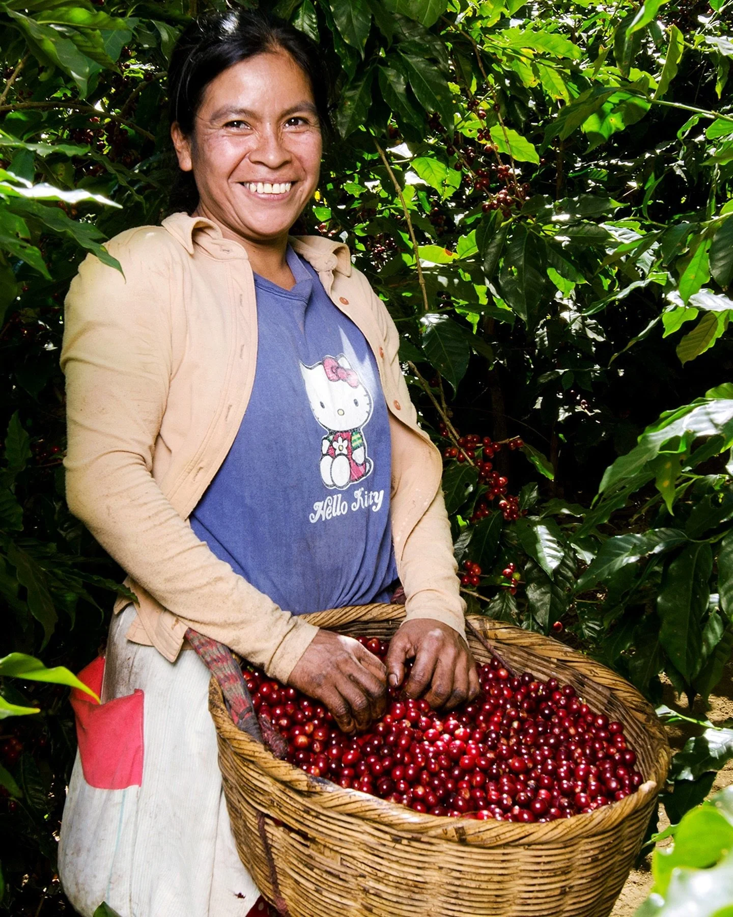 Coffee pickers move as a team, weaving their labor through sacrifice and hardship for a shared purpose, where every hand contributes to the harvest.