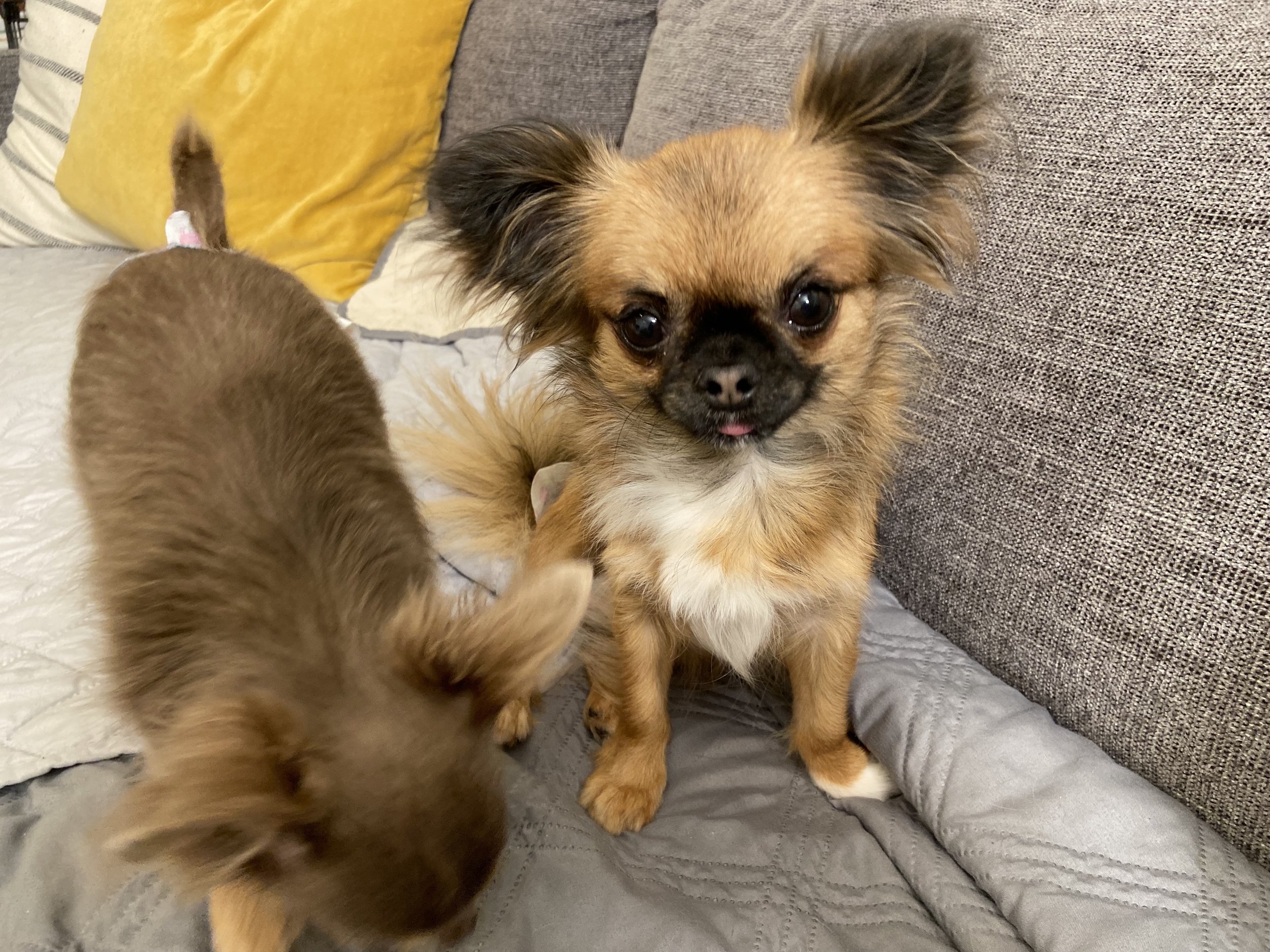 Chihuahua Parents — DOLCE CHIHUAHUAS & BLUE MUFFIN CATTERY