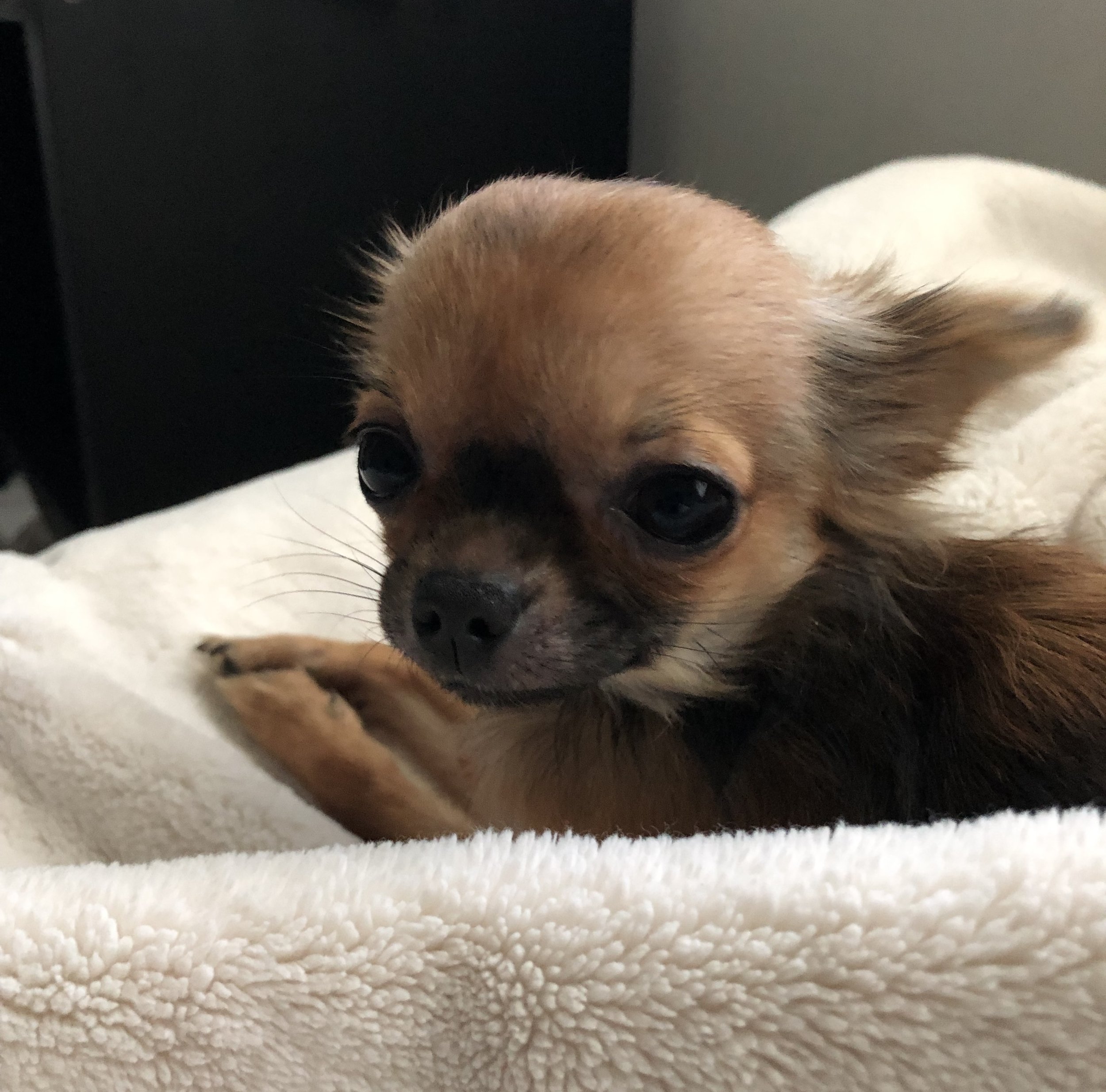 Chihuahua Parents — DOLCE CHIHUAHUAS & BLUE MUFFIN CATTERY