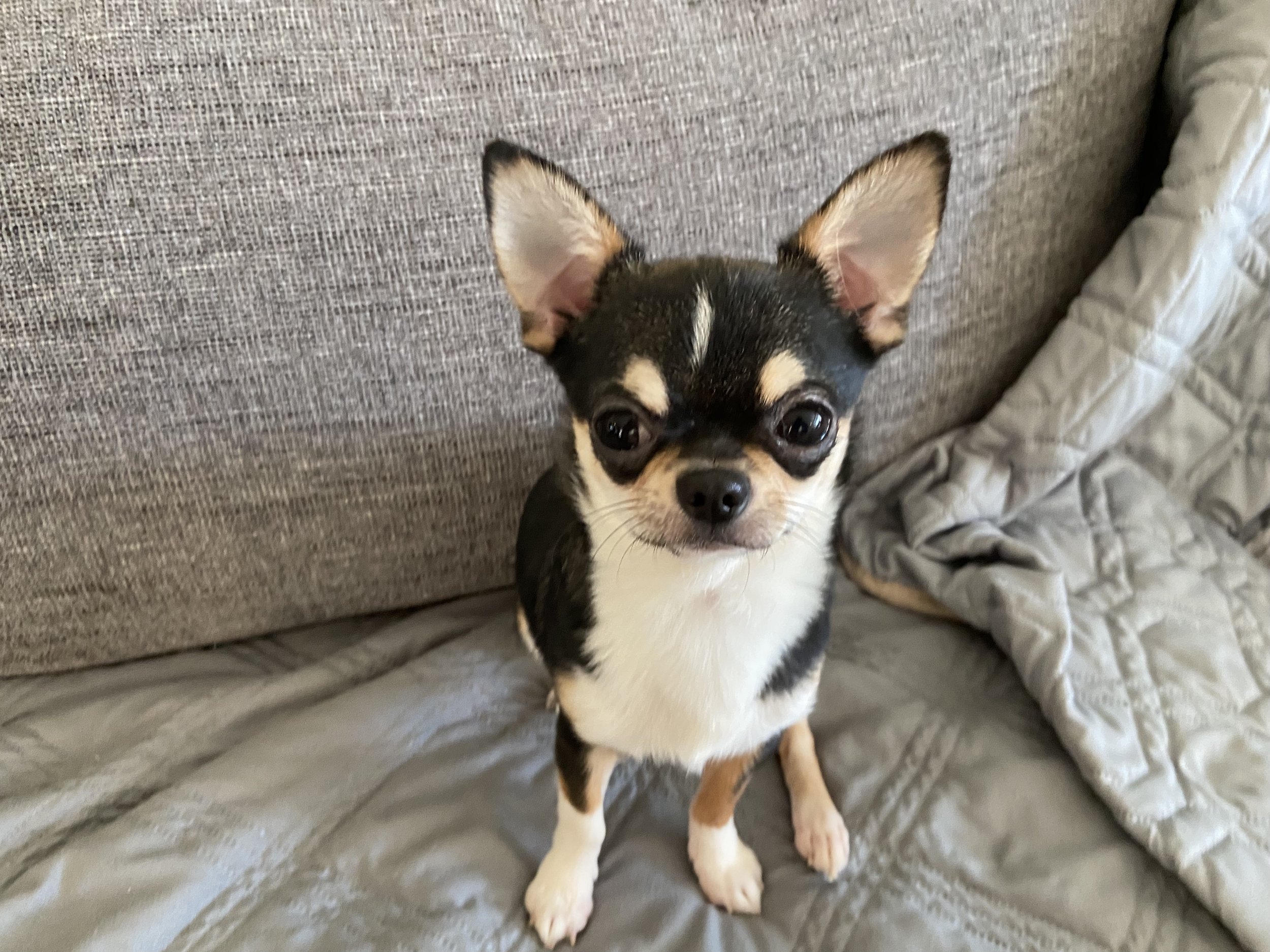 Chihuahua Parents — DOLCE CHIHUAHUAS & BLUE MUFFIN CATTERY