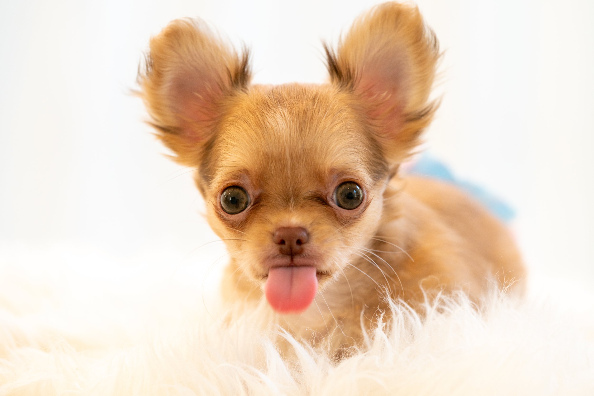 Chihuahua Parents — DOLCE CHIHUAHUAS & BLUE MUFFIN CATTERY