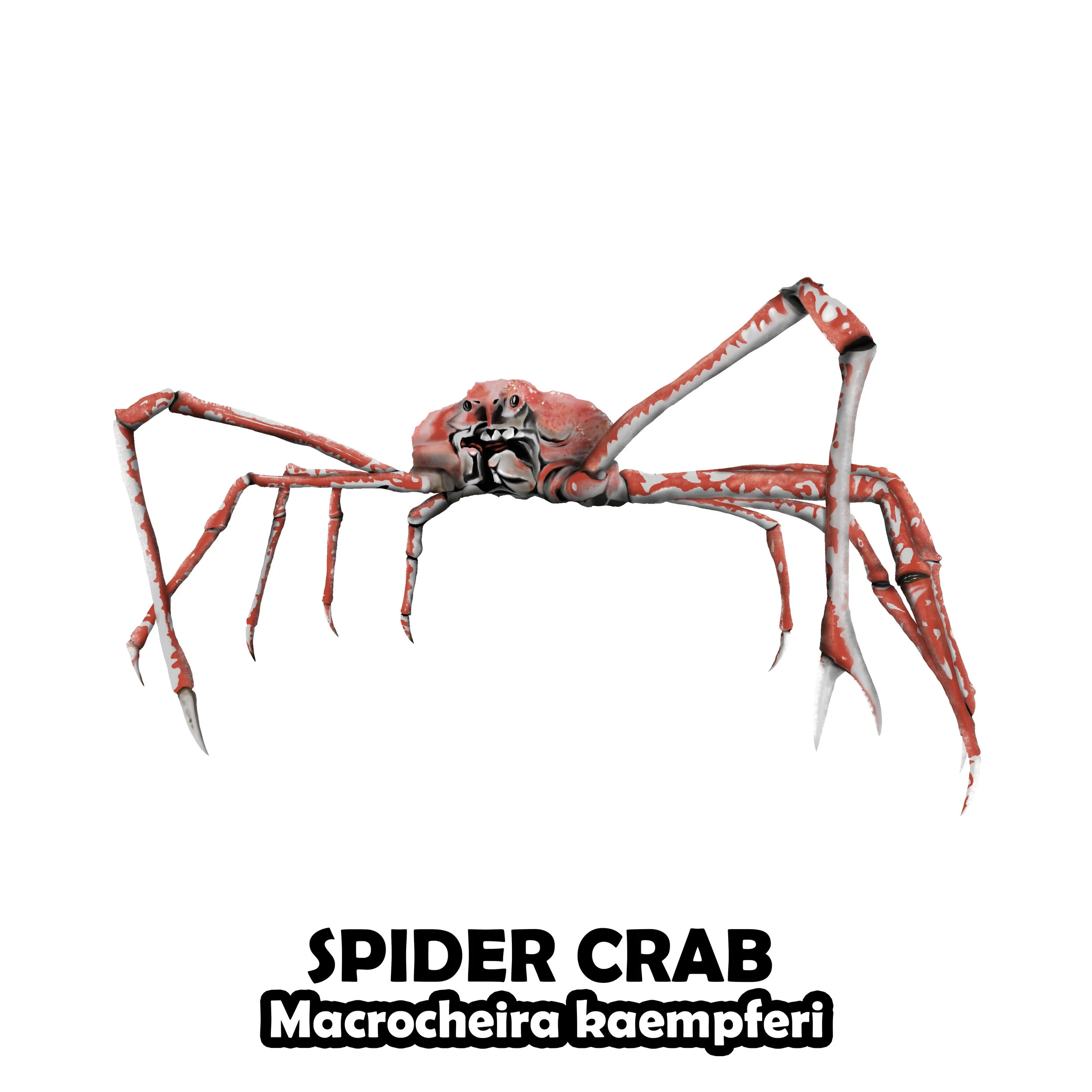 SPIDER CRAB.jpg