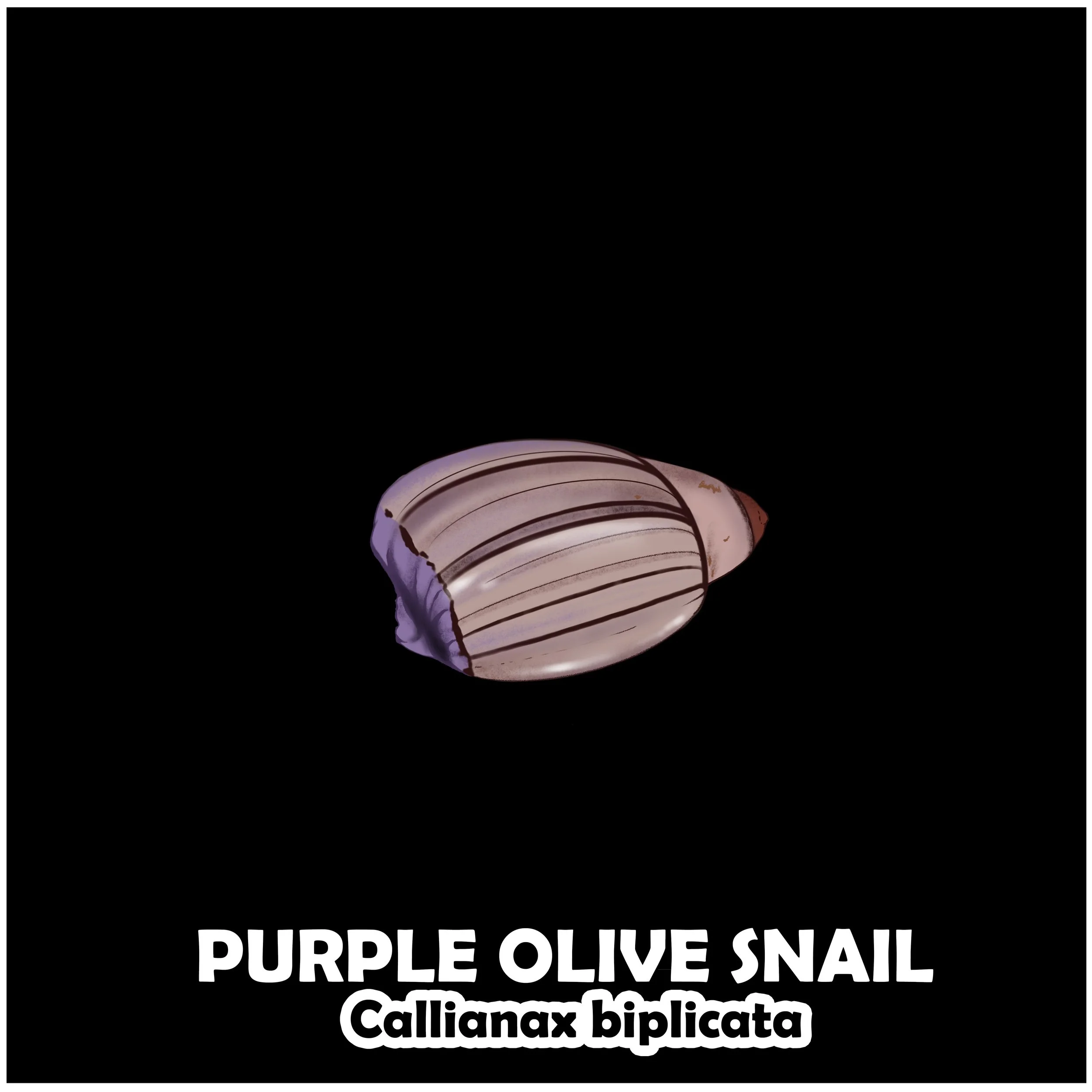 PURPLE OLIVE SNAIL.jpg