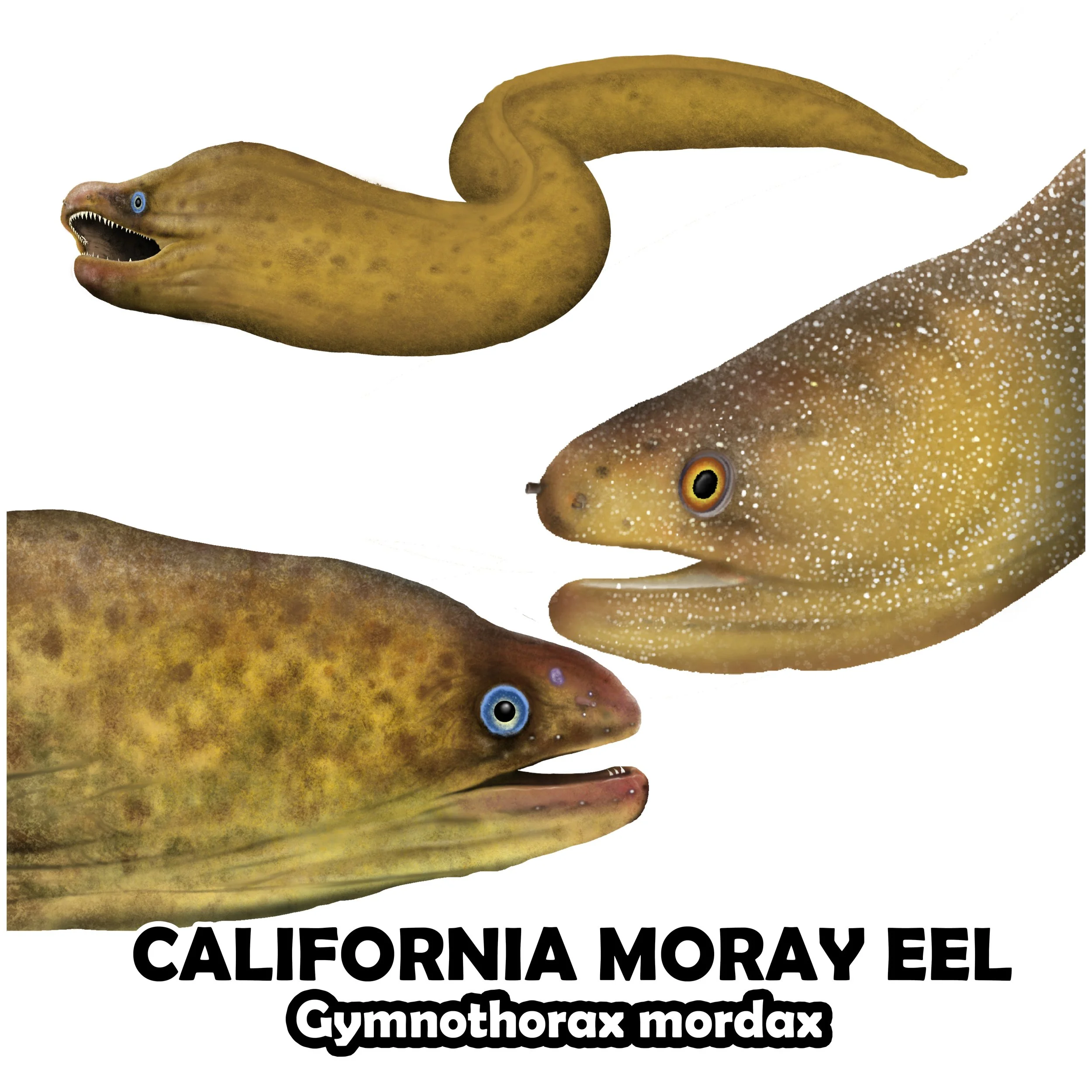 moray eel.jpg
