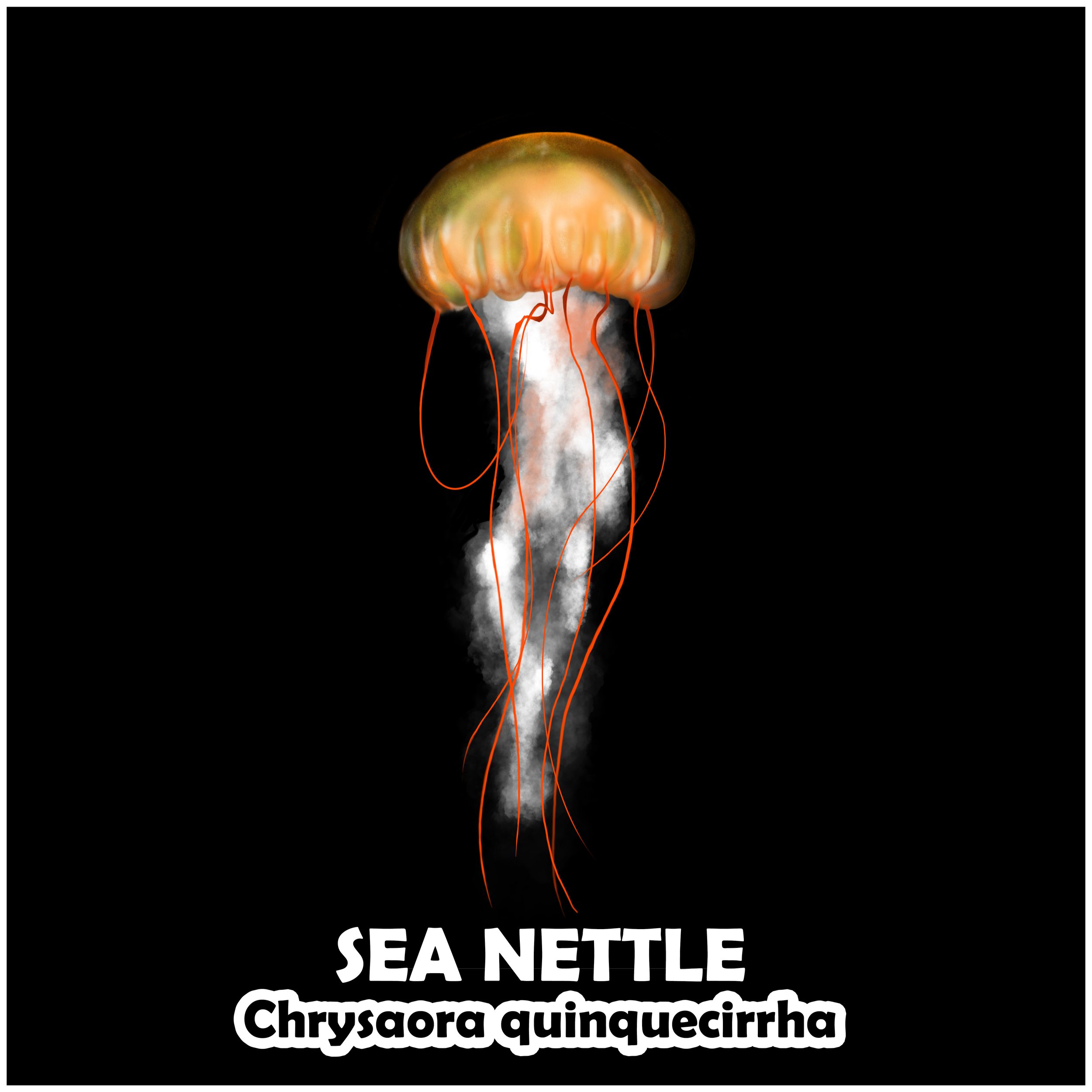 SEA NETTLE.jpg
