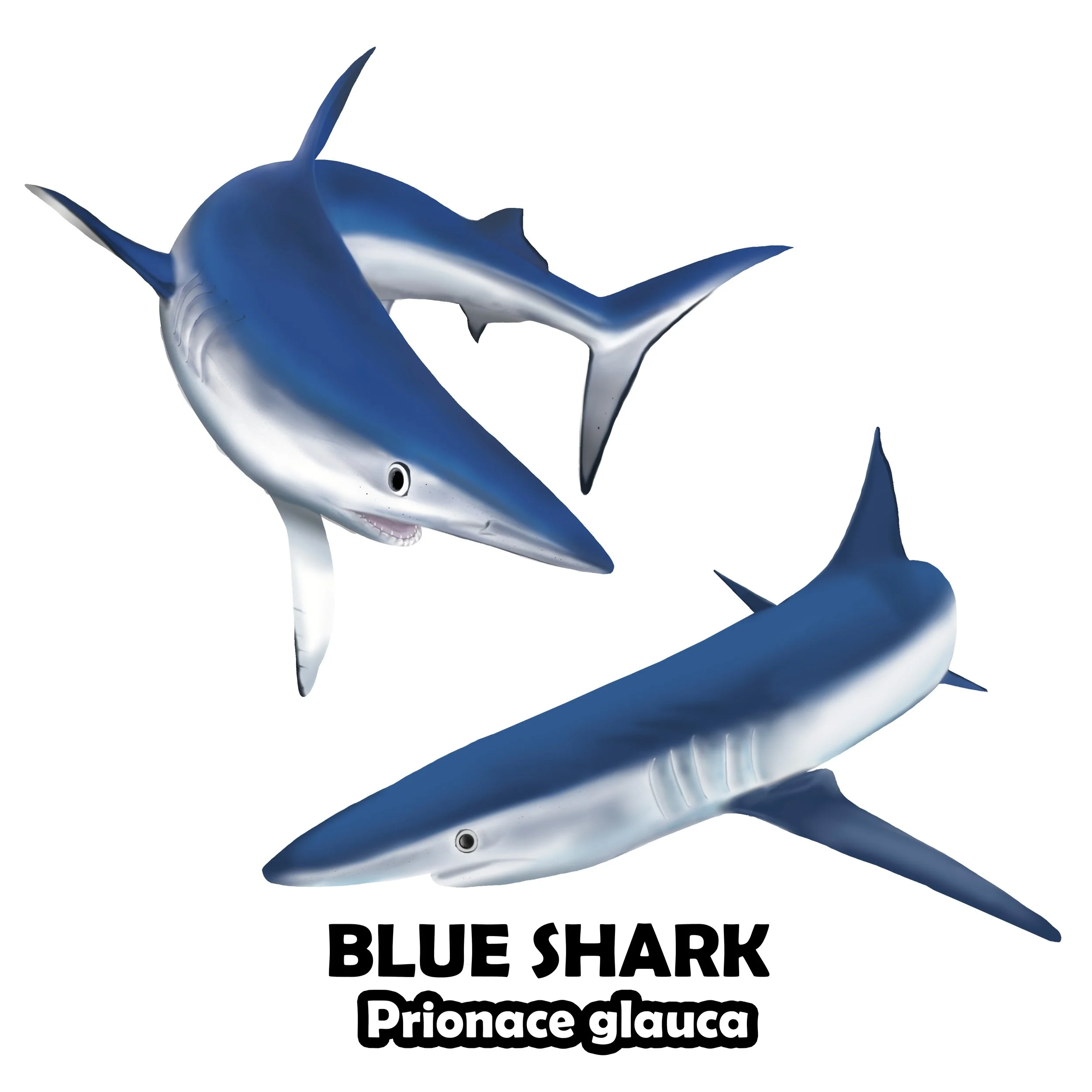Blue Shark.jpg