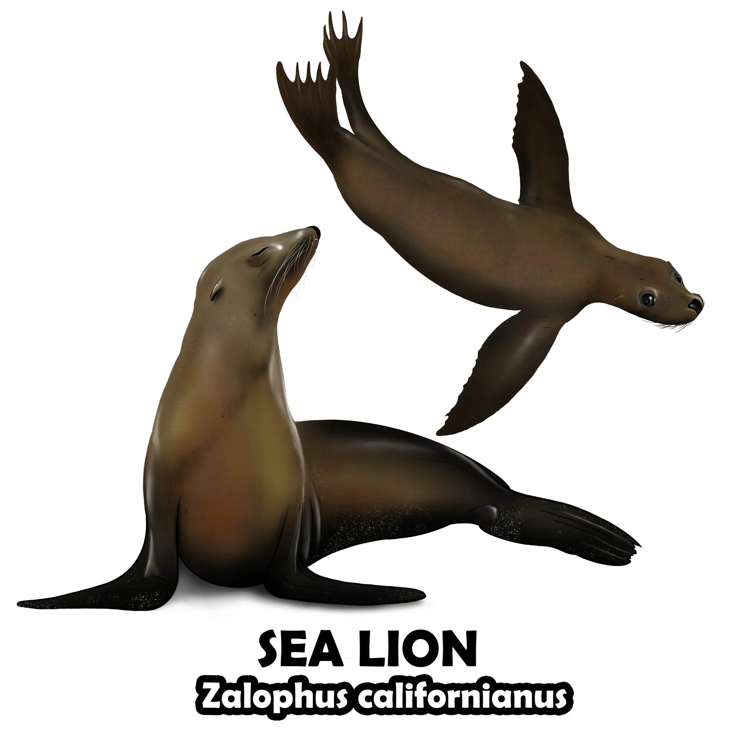 SEA Lion.jpg