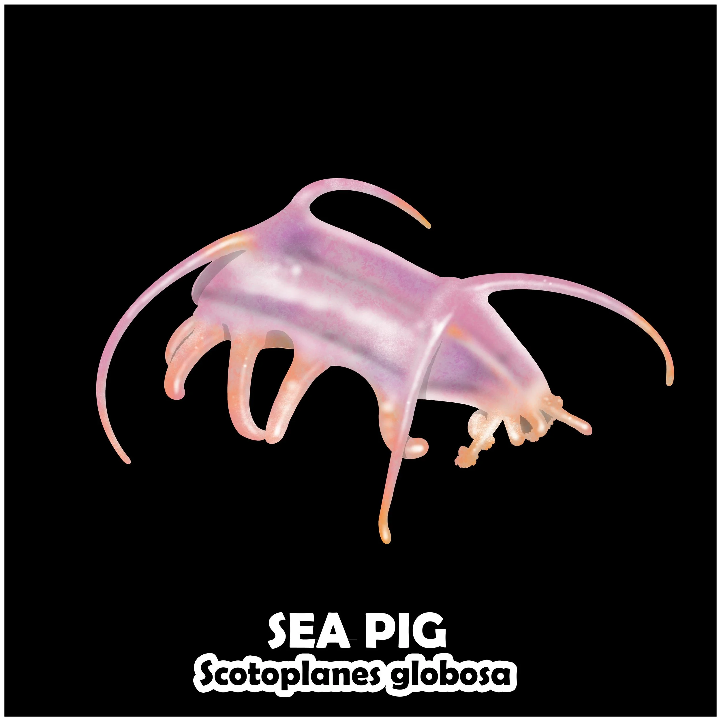 SEA PIG.jpg