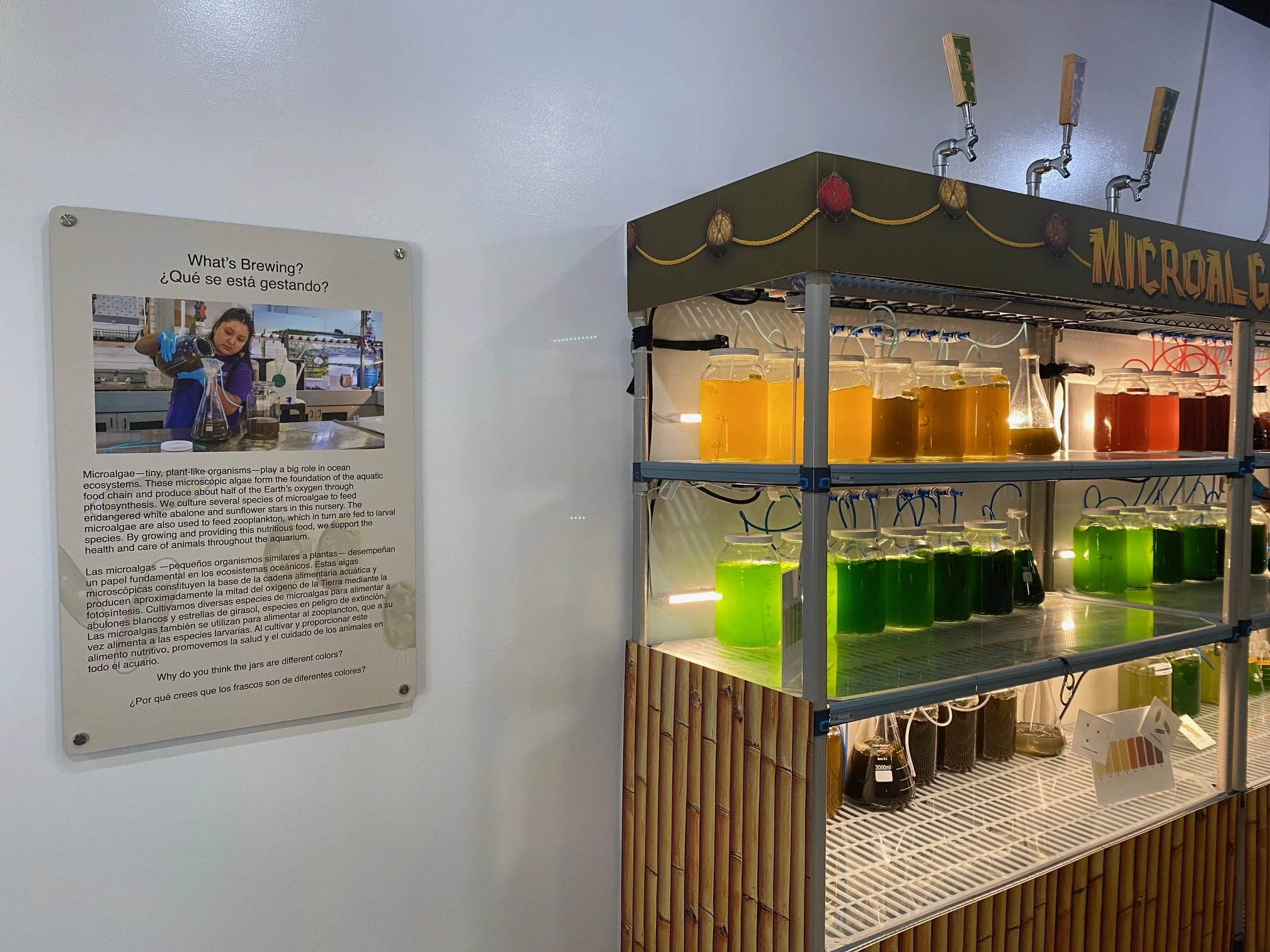 Microalgae Exhibit 2025.jpg