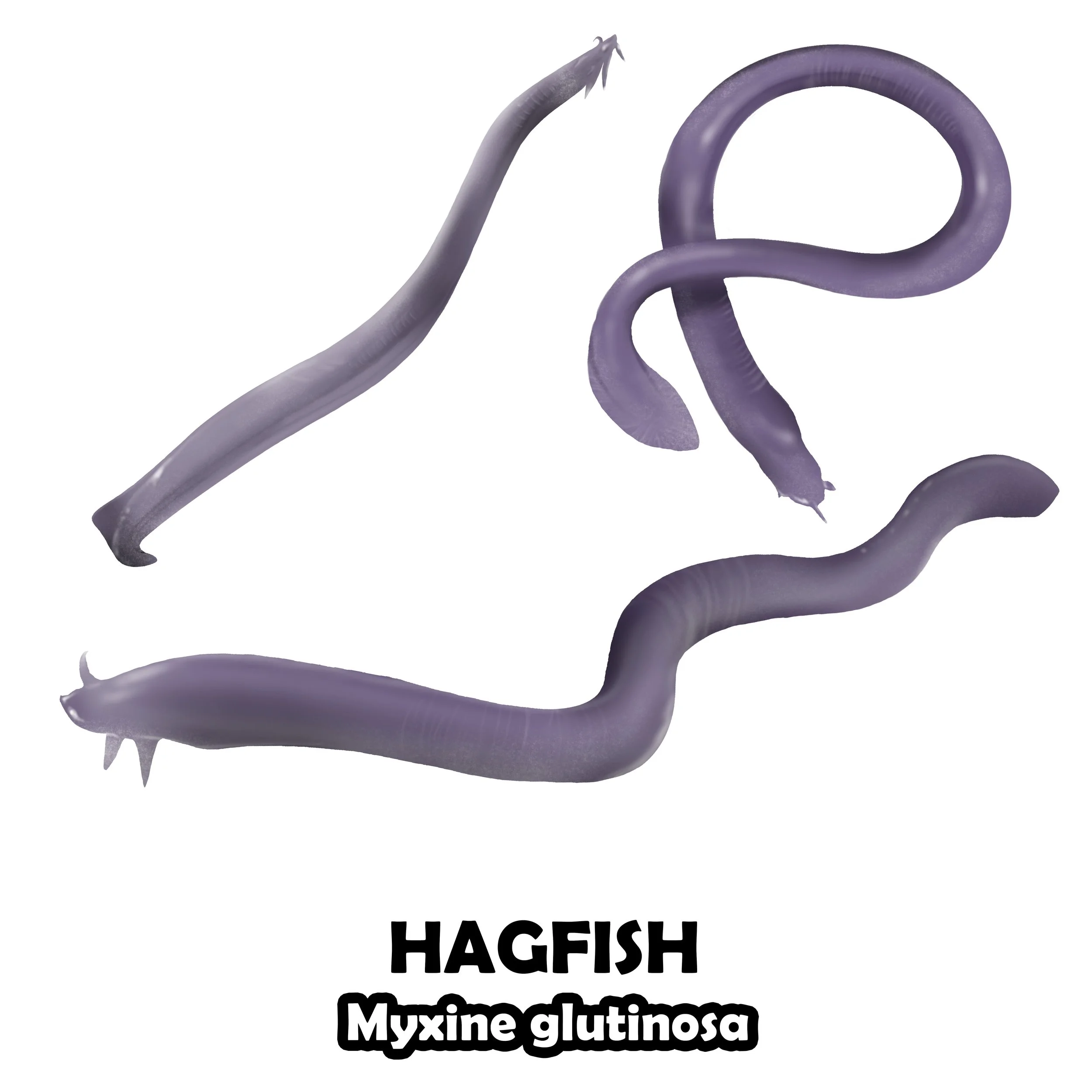 HAGFISH.jpg