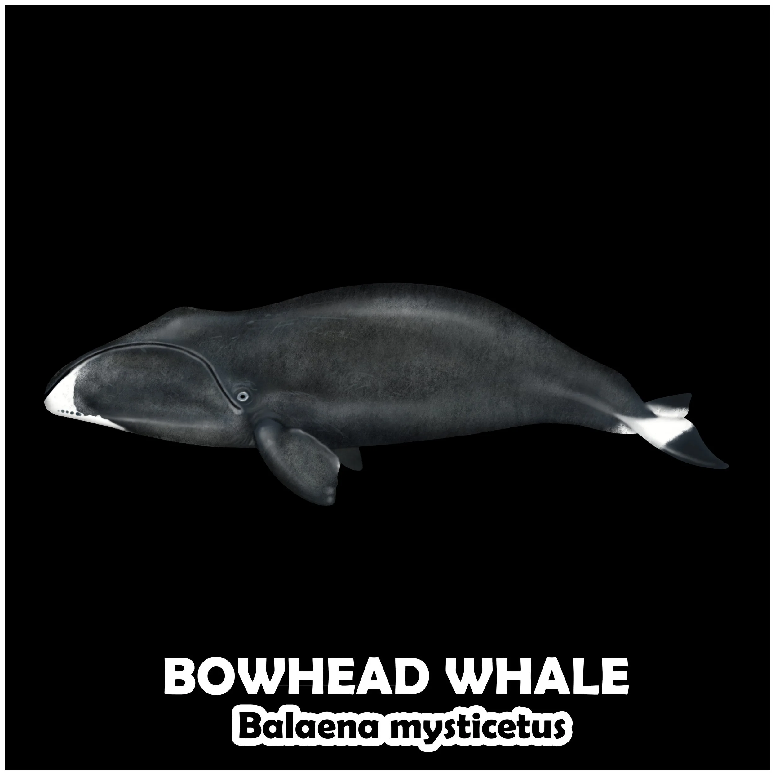 BOWHEAD WHALE.jpg