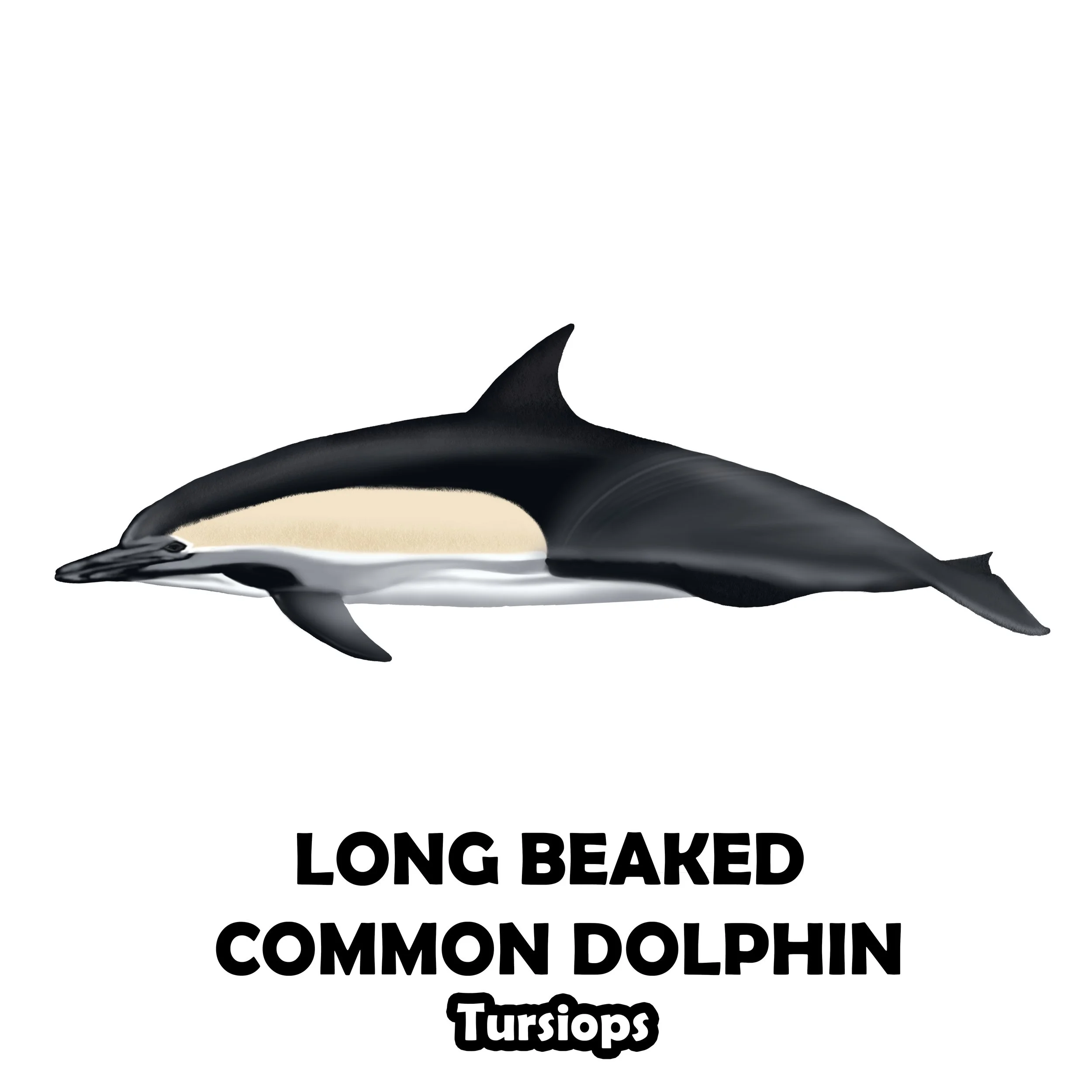Long beaked common dolphin.jpg