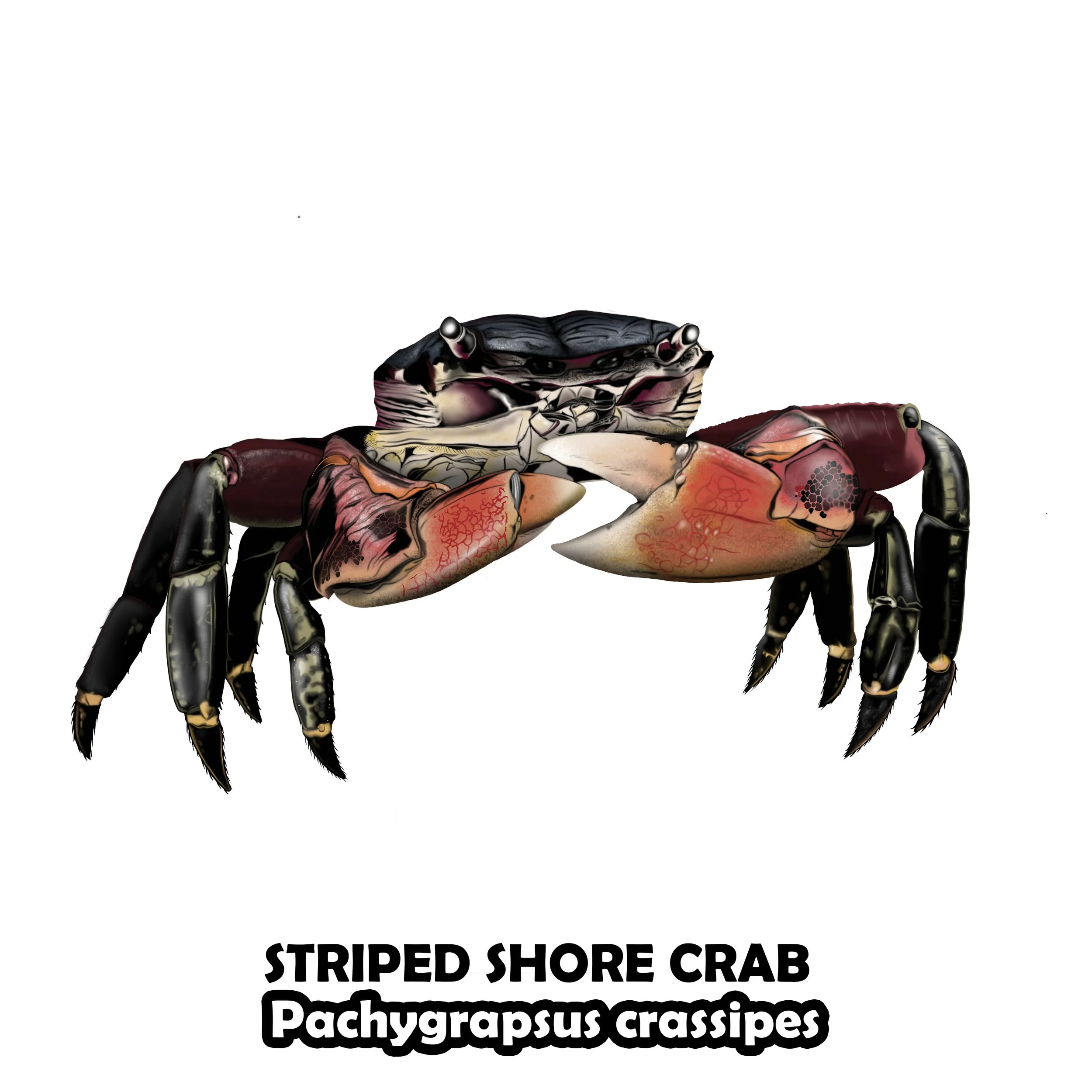 STRIPED SHORE CRAB.jpg