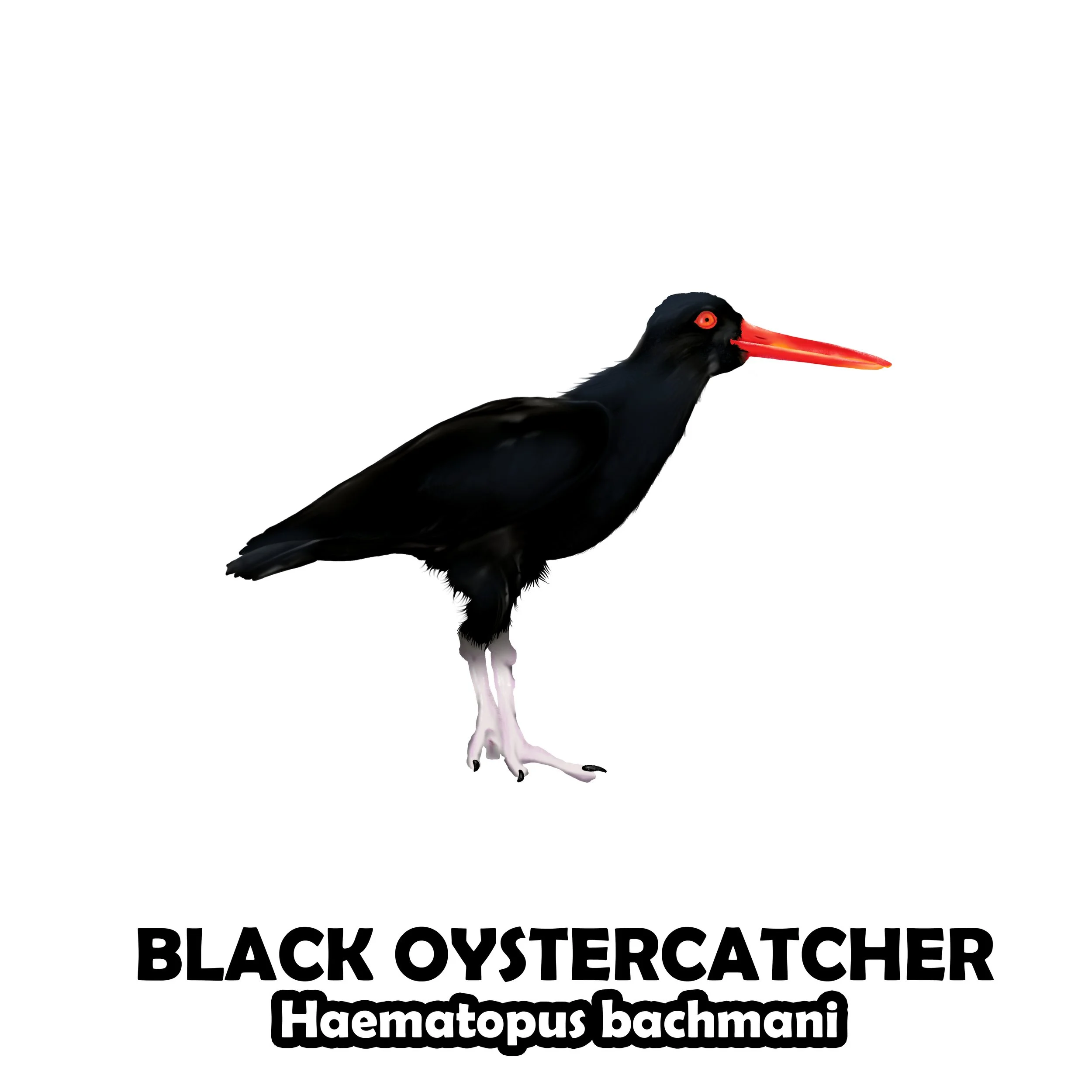 BLACK OYSTERCATCHER.jpg