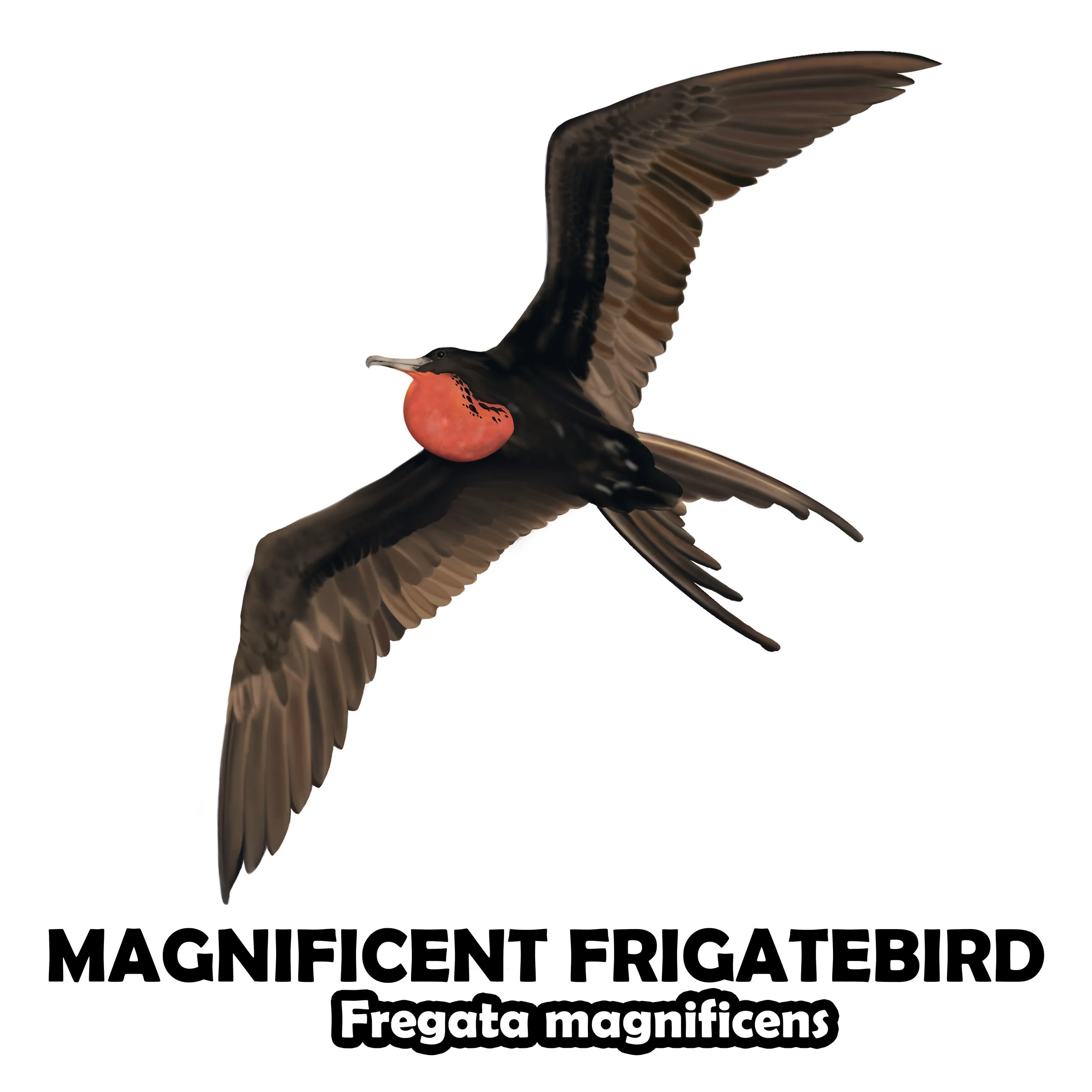 Magnificent frigatebird.jpg