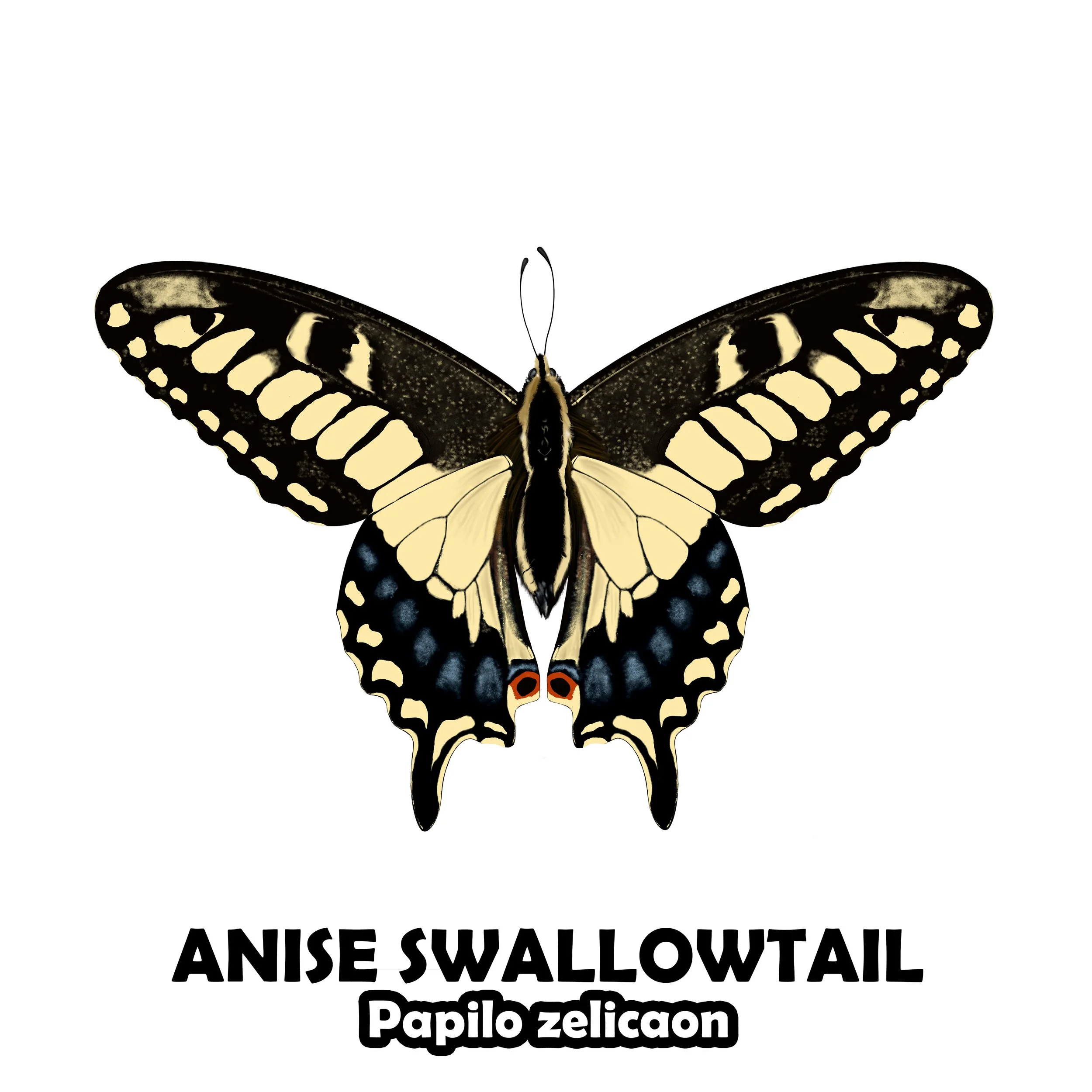 ANISE SWALLOWTAIL.jpg