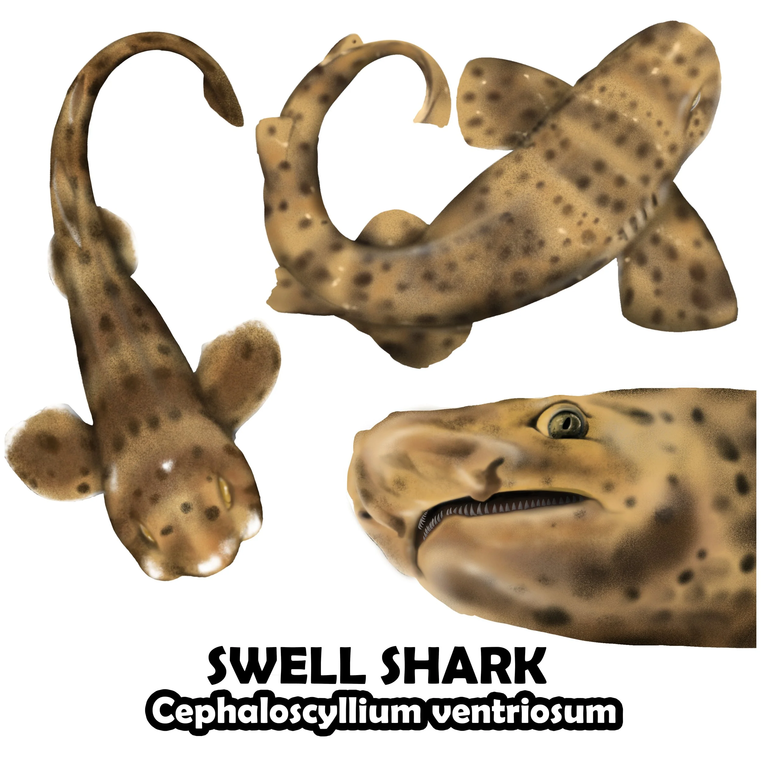 SWELL SHARK.jpg