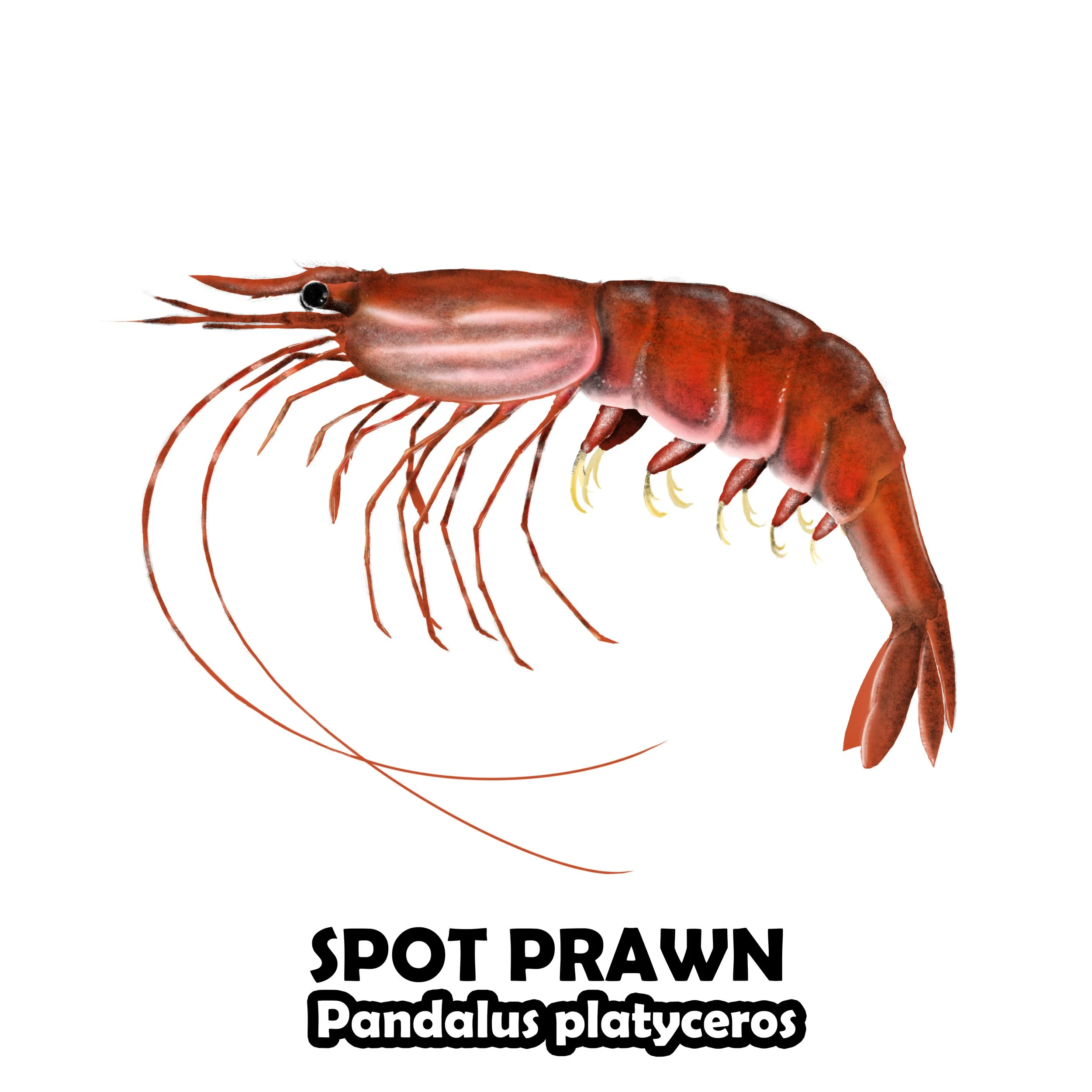 spot prawn.jpg