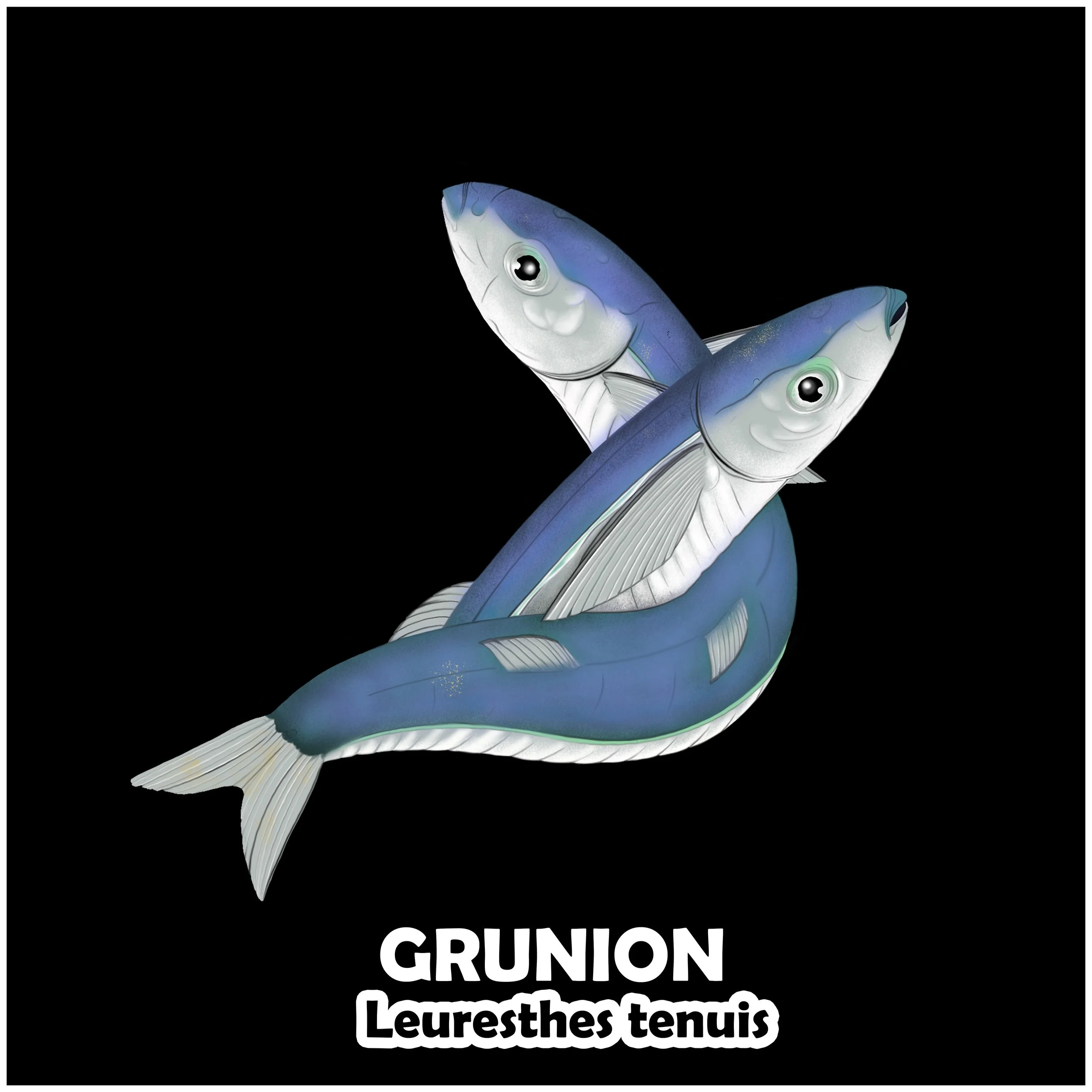 GRUNION.jpg
