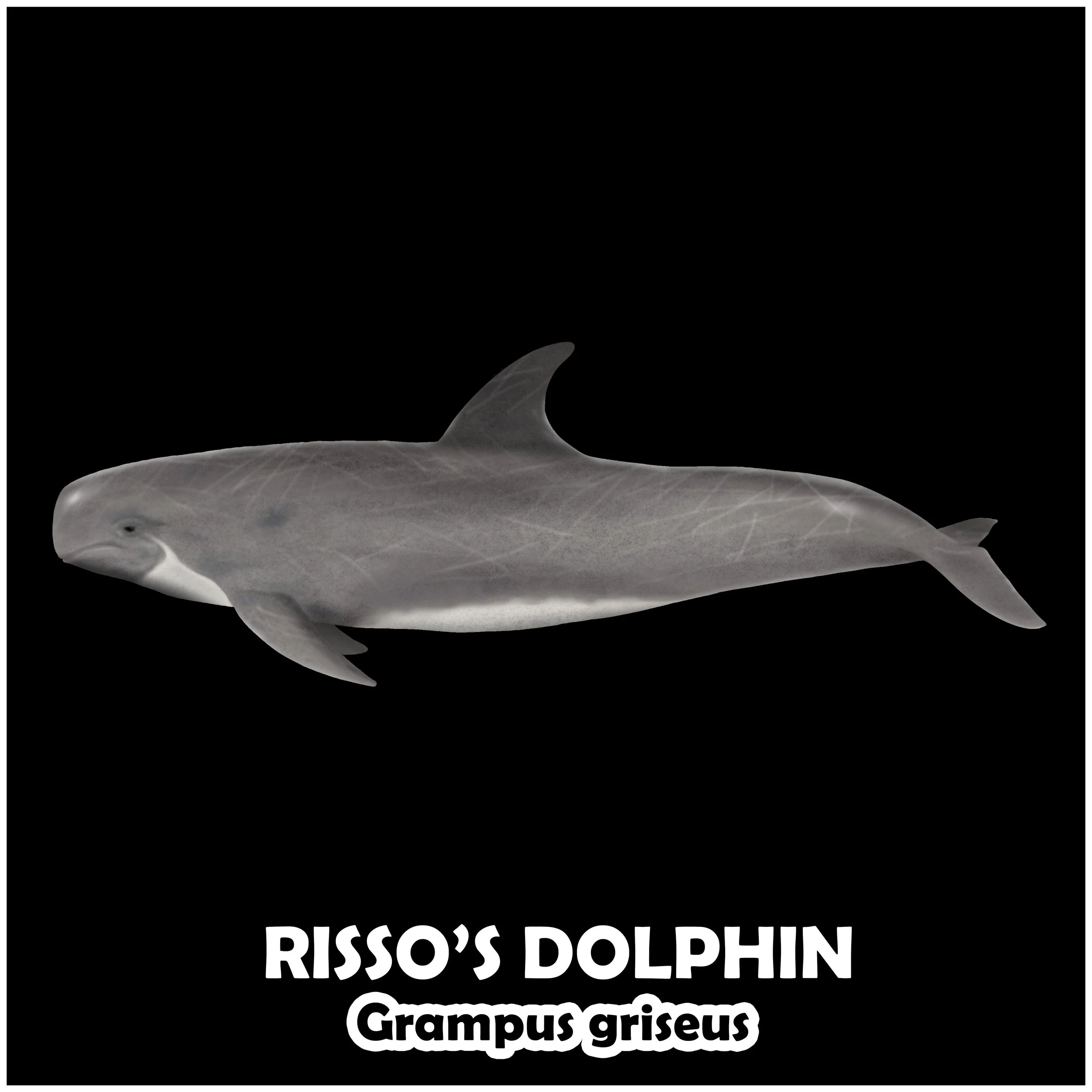 Risso's dolphin.jpg
