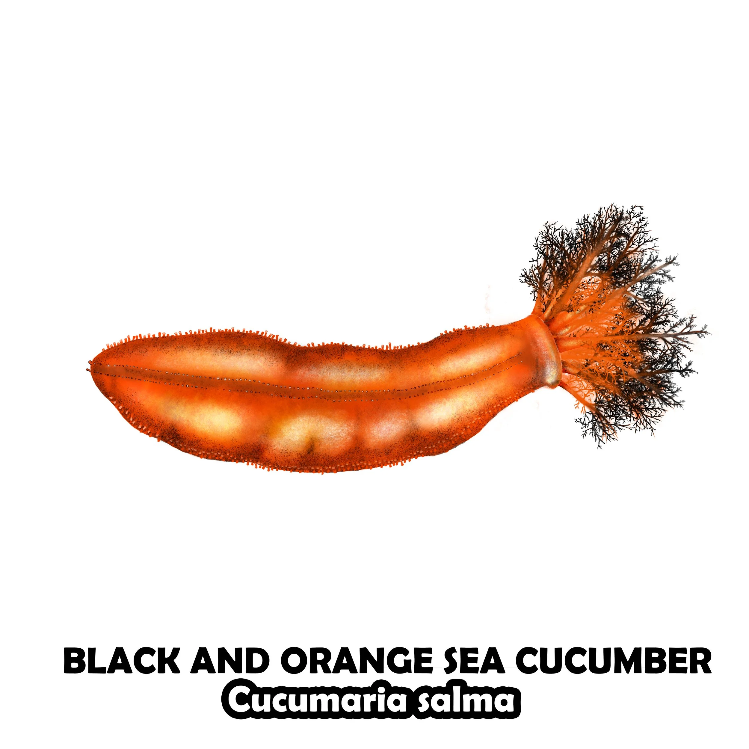 BLACK AND ORANGE SEA CUCUMBER.jpg